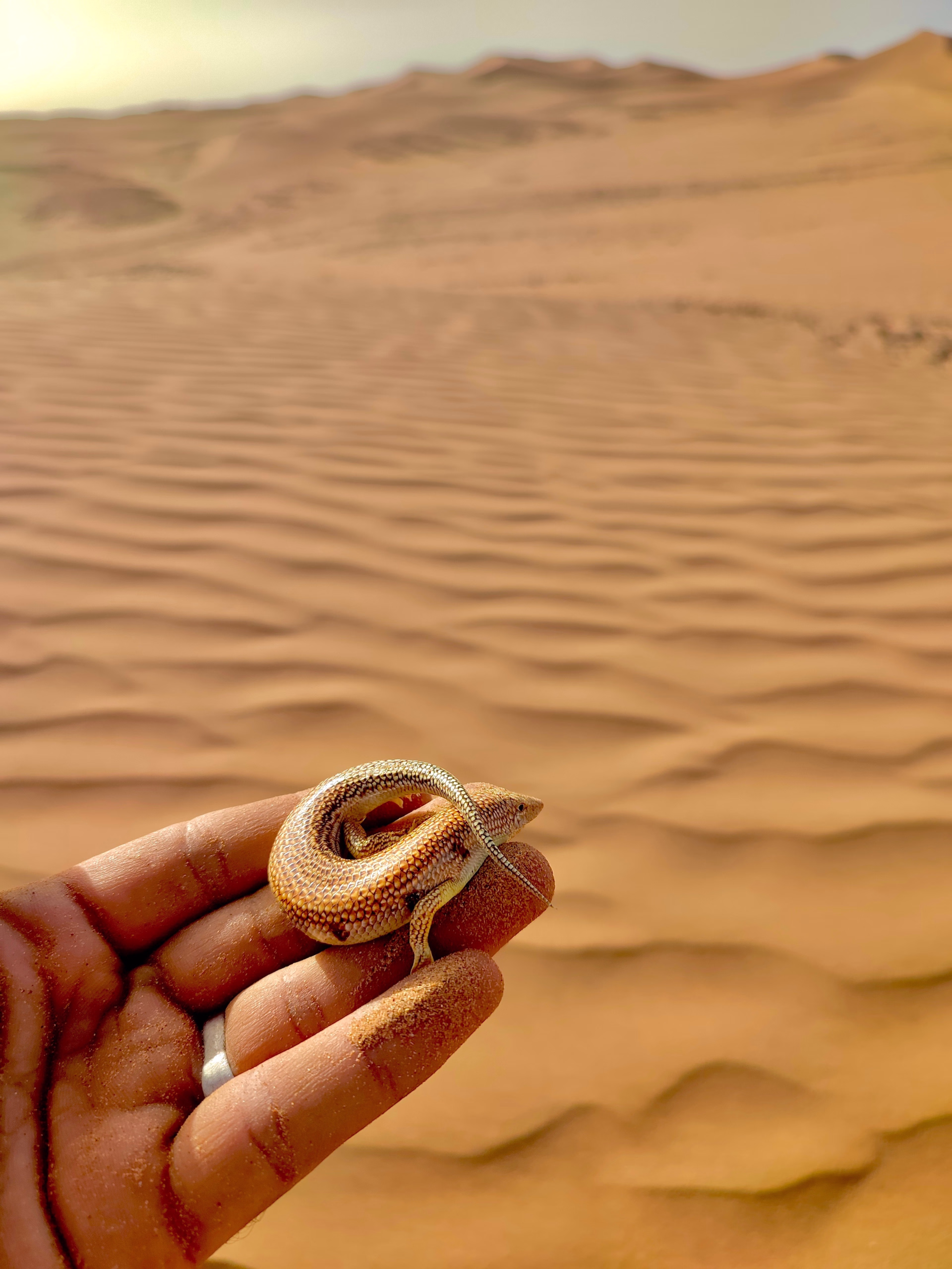 Séjour rando et bien-être dans le désert marocain