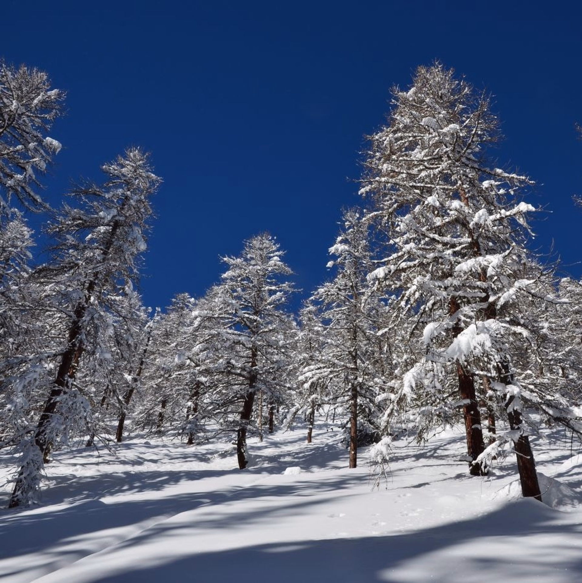 Semaine de ski nature dans la vallée préservée de la Clarée