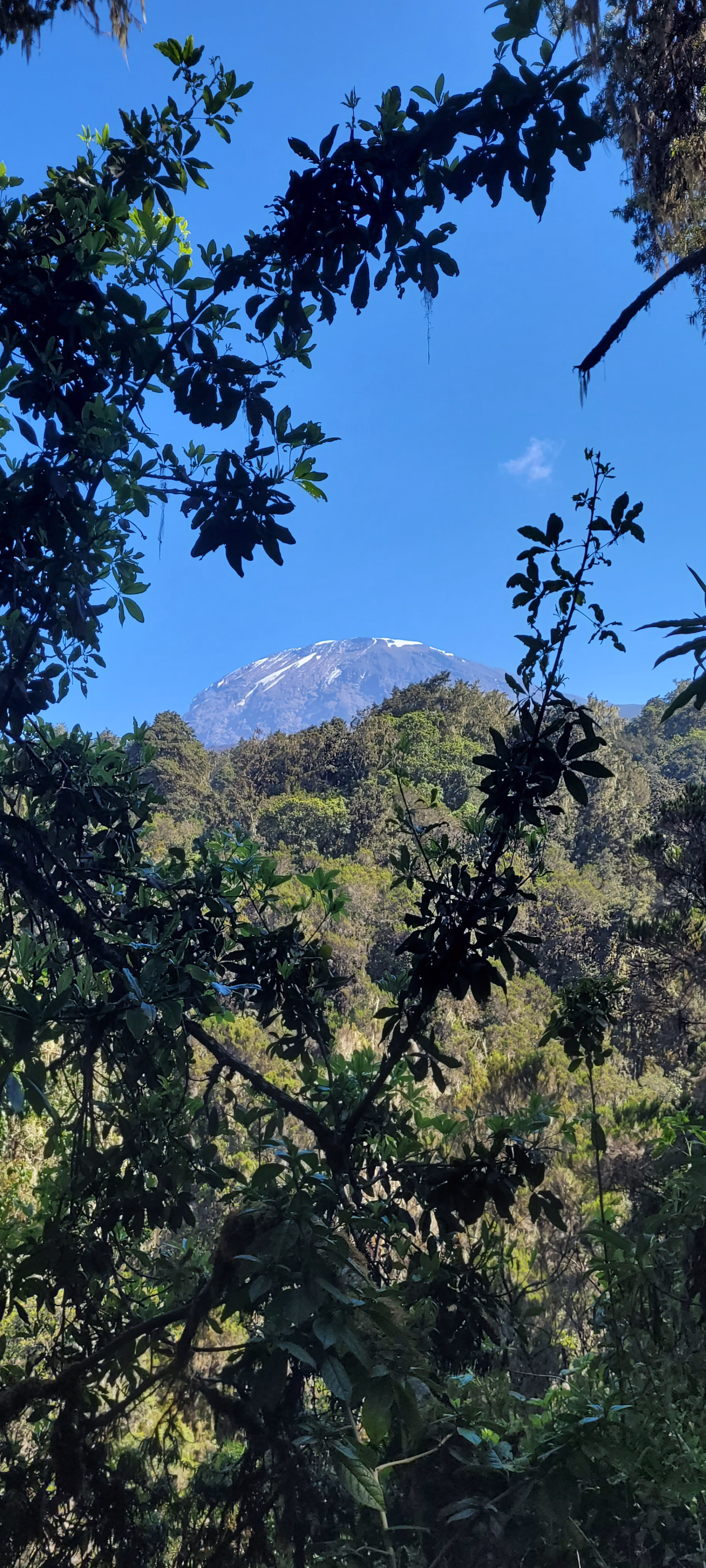 Photo du paysage pendant la montée du Kilimandjaro