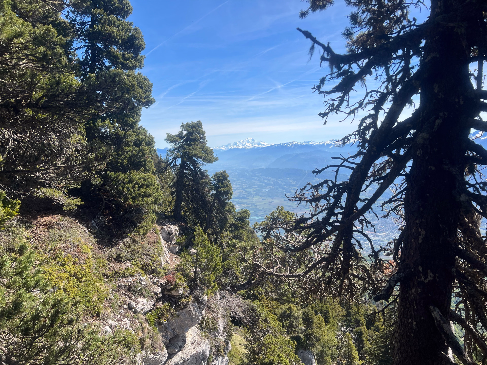 Randonnée et flore alpine en Chartreuse