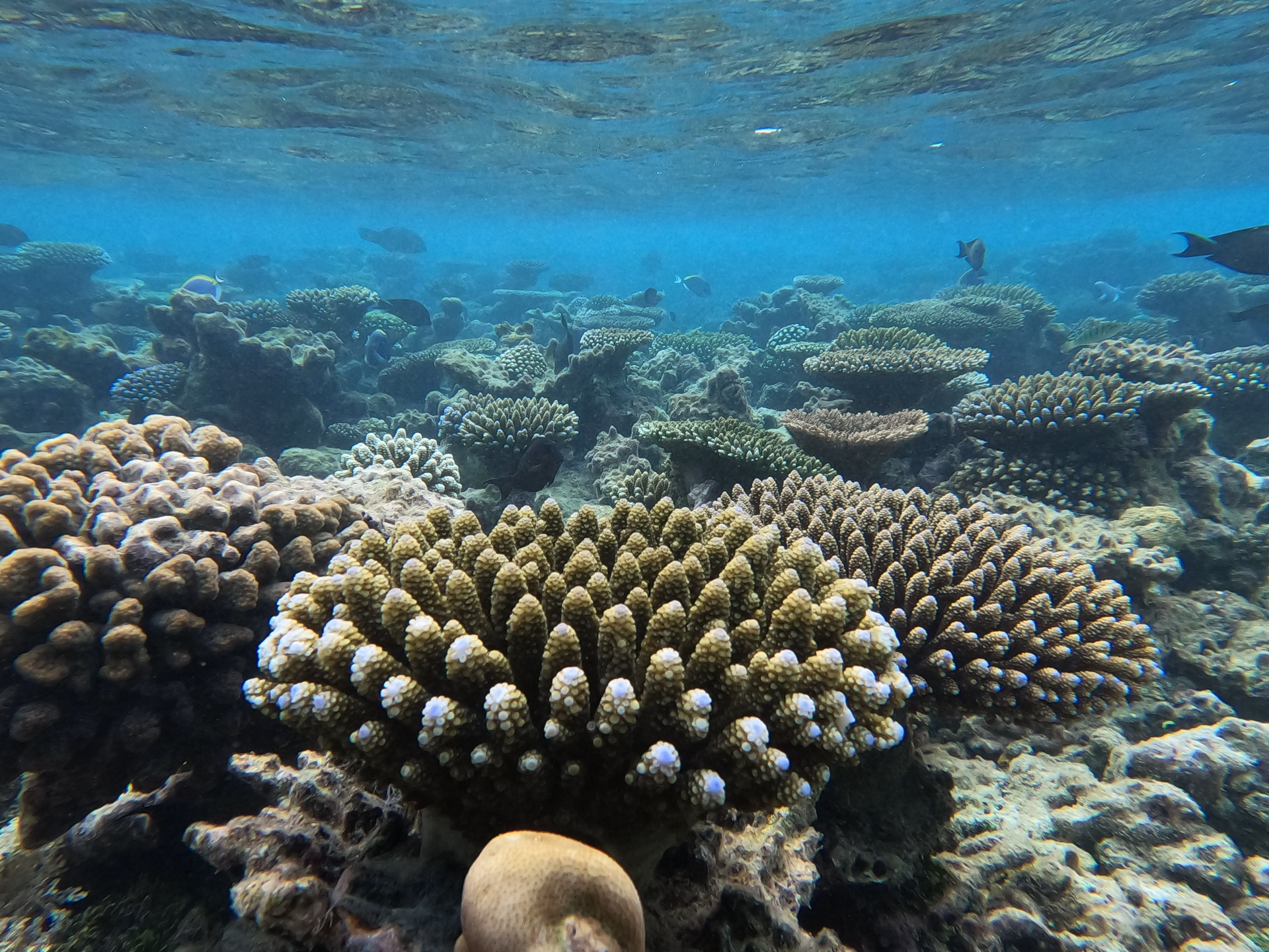 Semaine de plongée dans l'atoll d'Ari Sud sur une île locale aux Maldives