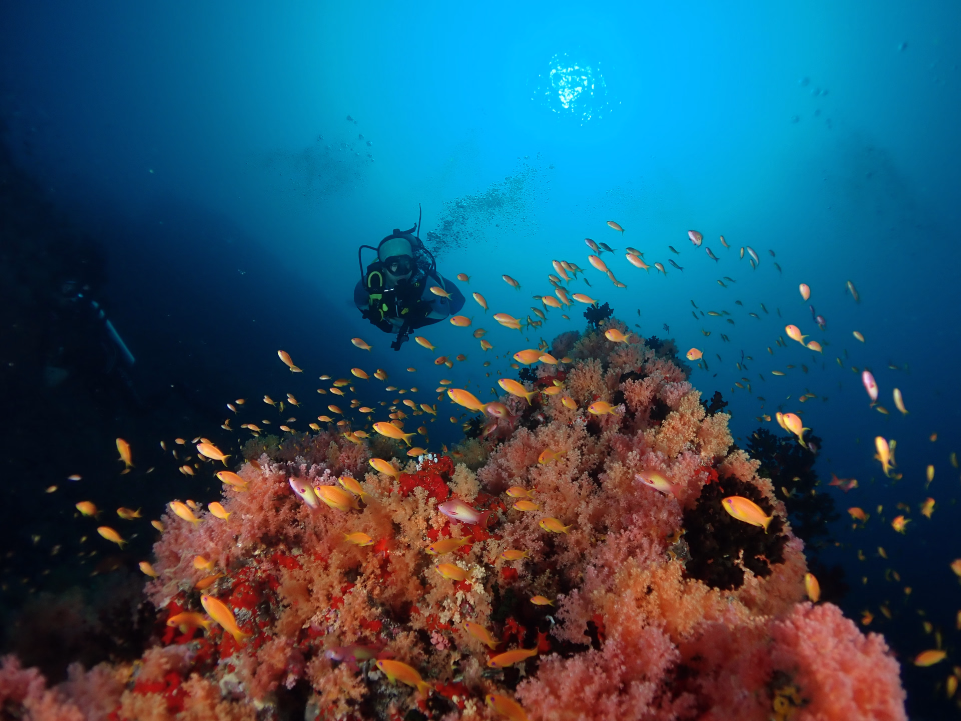 10 plongées aux Maldives sur l’île locale de Himmafushi