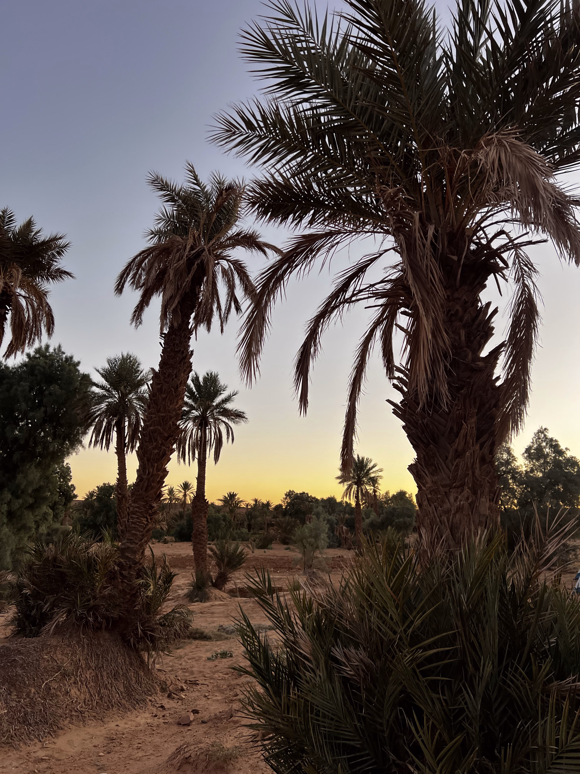 Trek entre oasis, dunes et jbel de Tazzarine