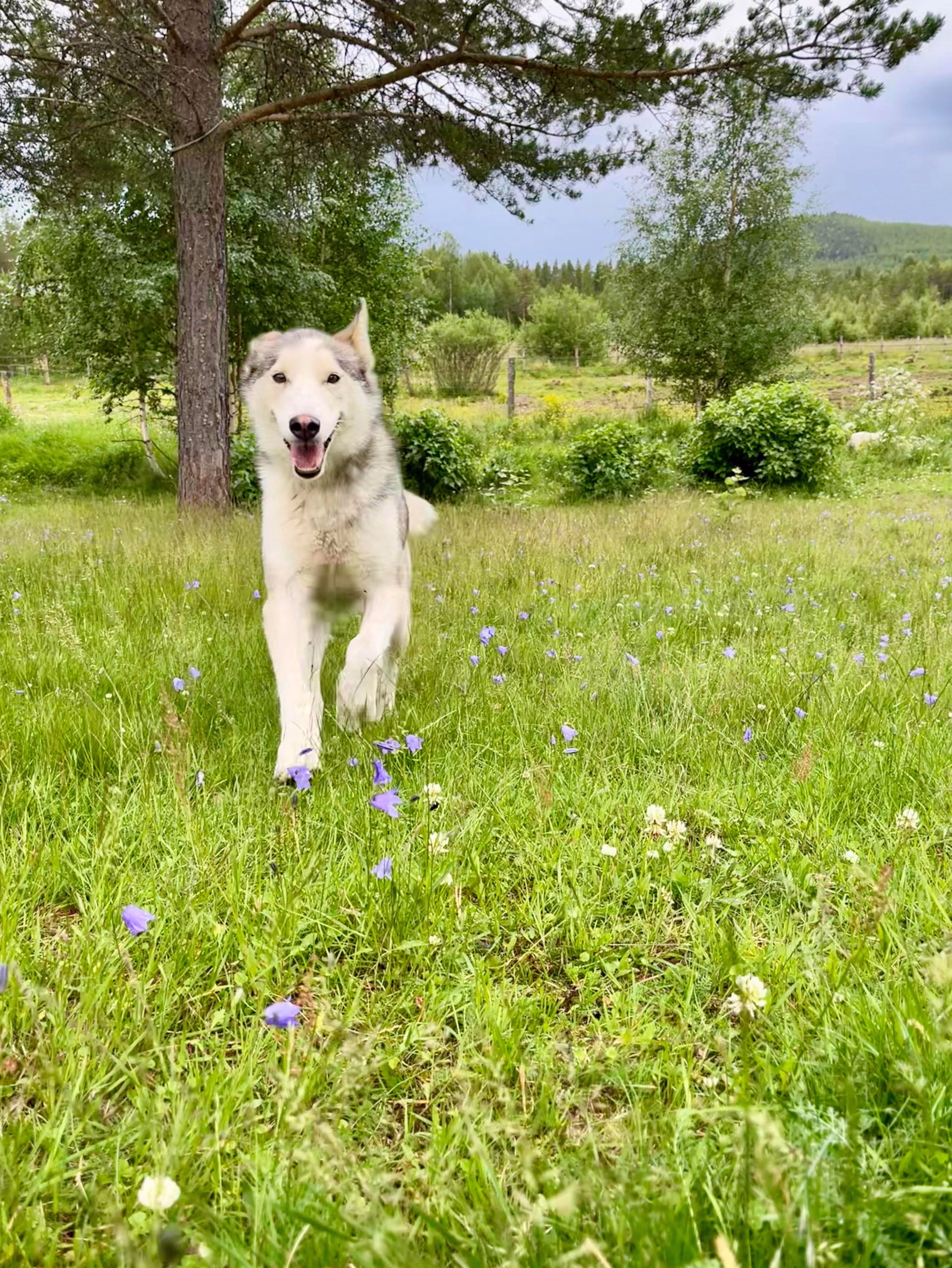 Cani-rando et nature sauvage en Laponie suédoise