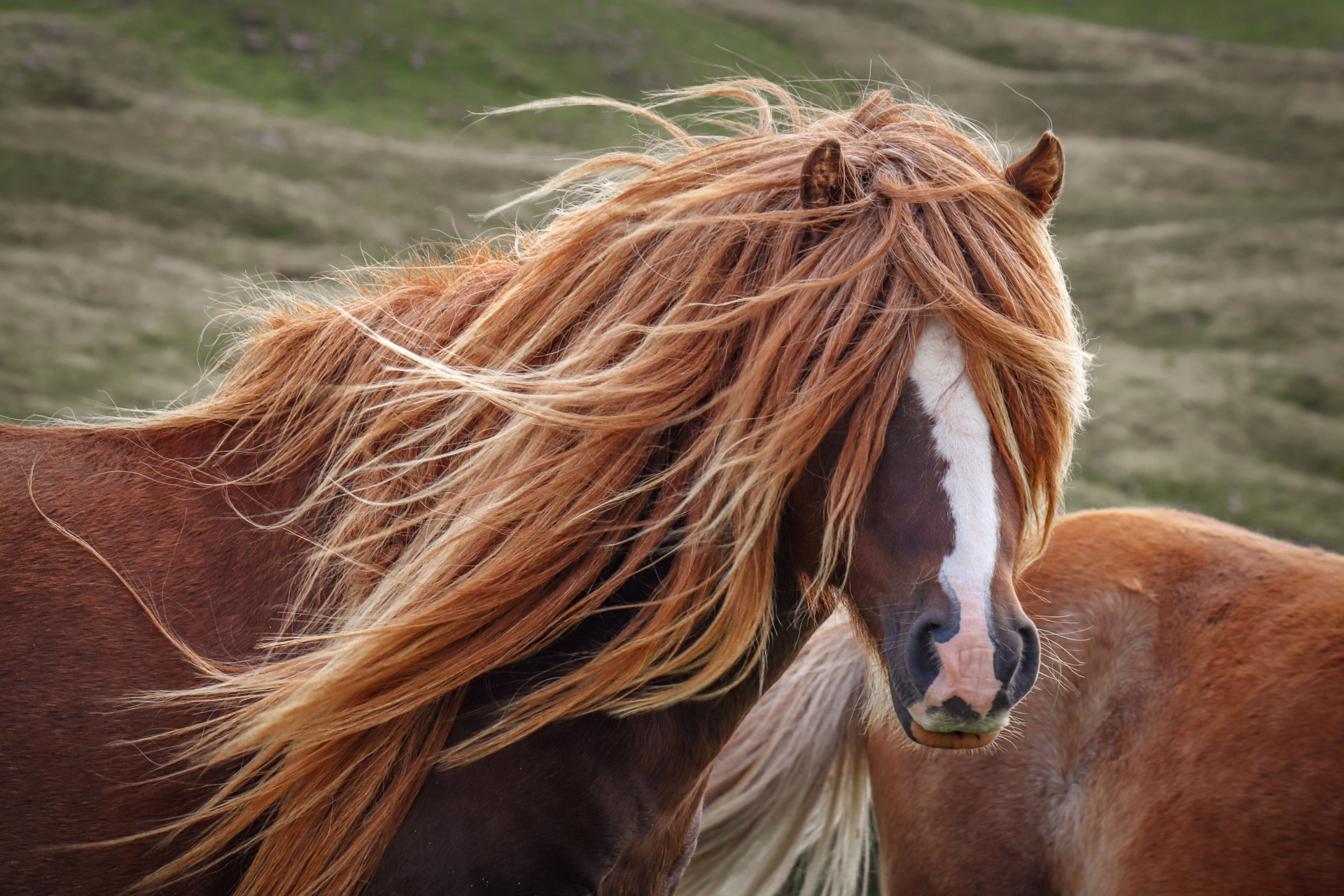 Campagne Galloise à Cheval ou à Pied