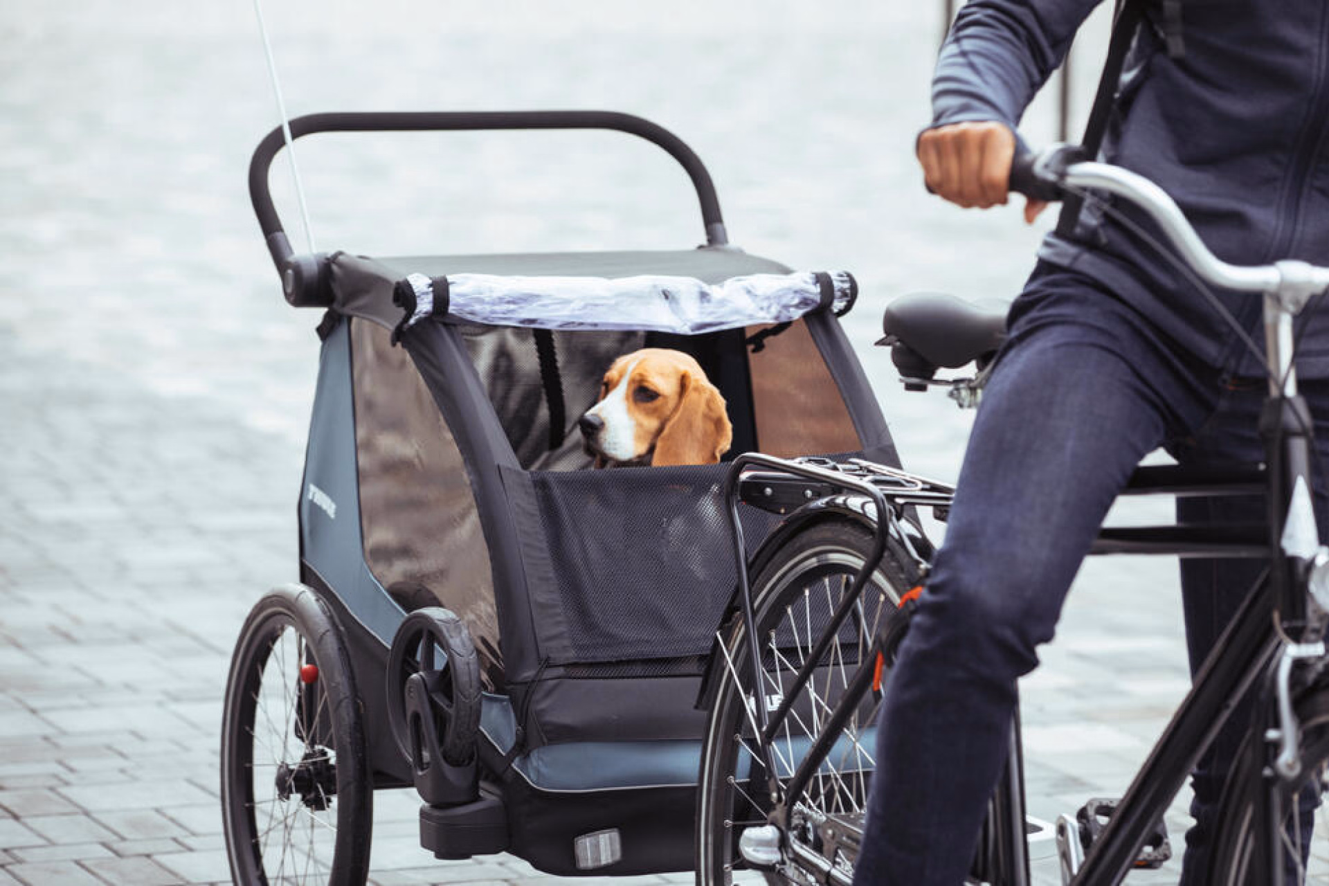 séjour à vélo avec son chien