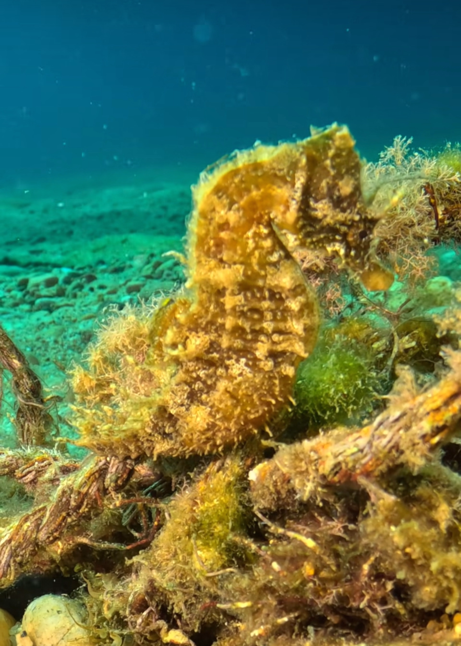 Initiation à la plongée à Barcelone