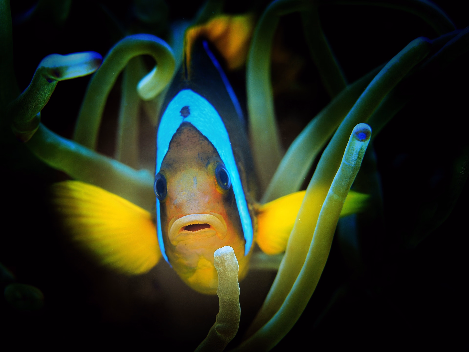 Stage de plongée PADI Advanced AOW à Dahab