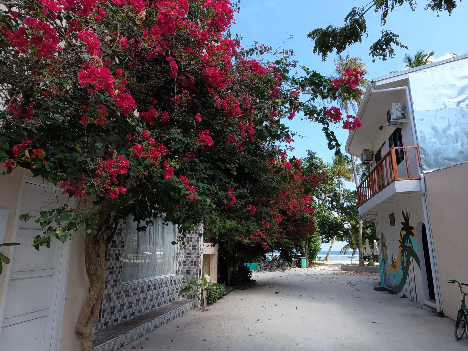 Semaine de plongée dans l'atoll d'Ari Sud sur une île locale aux Maldives