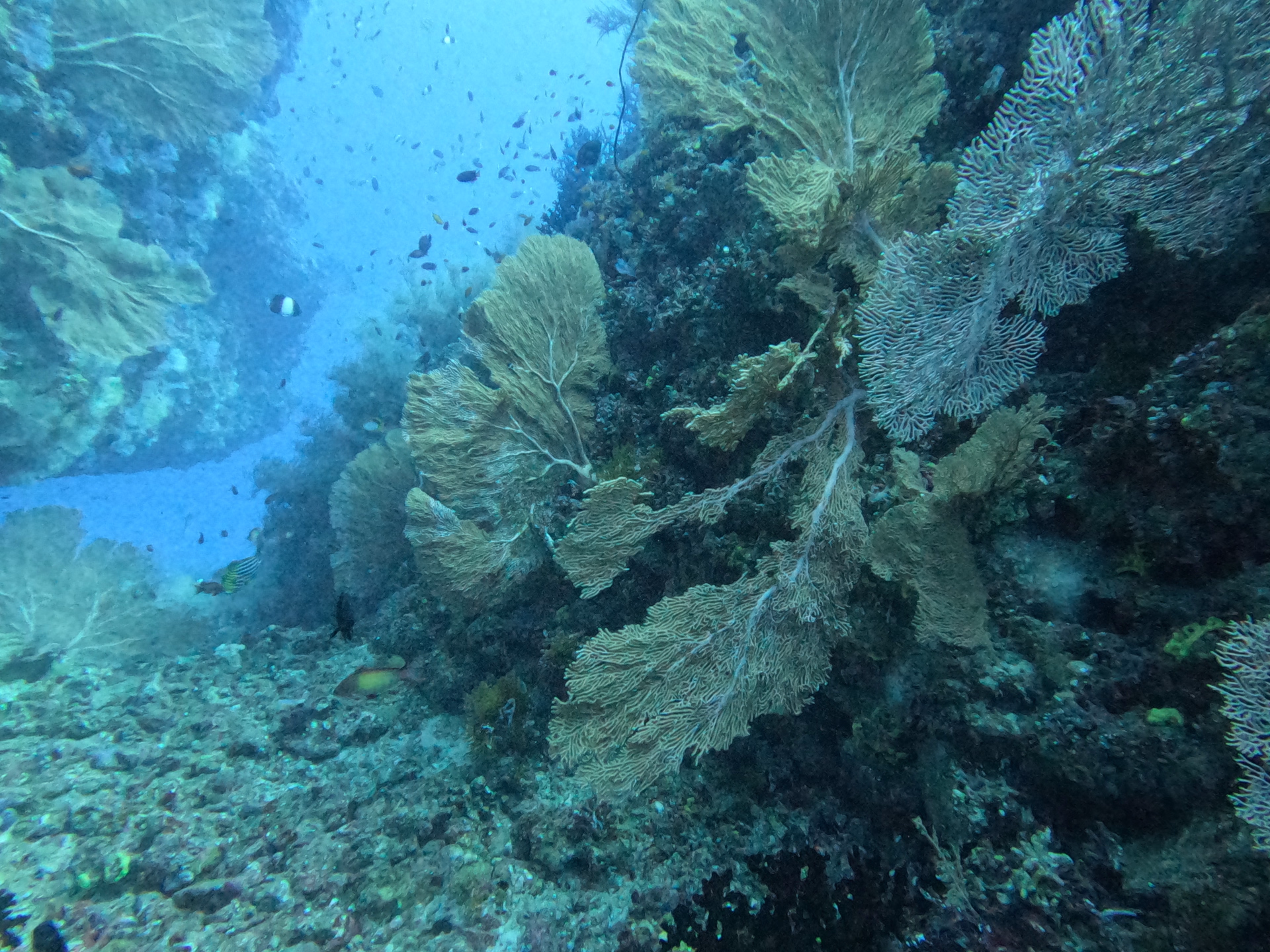 Semaine de plongée dans l'atoll d'Ari Sud sur une île locale aux Maldives