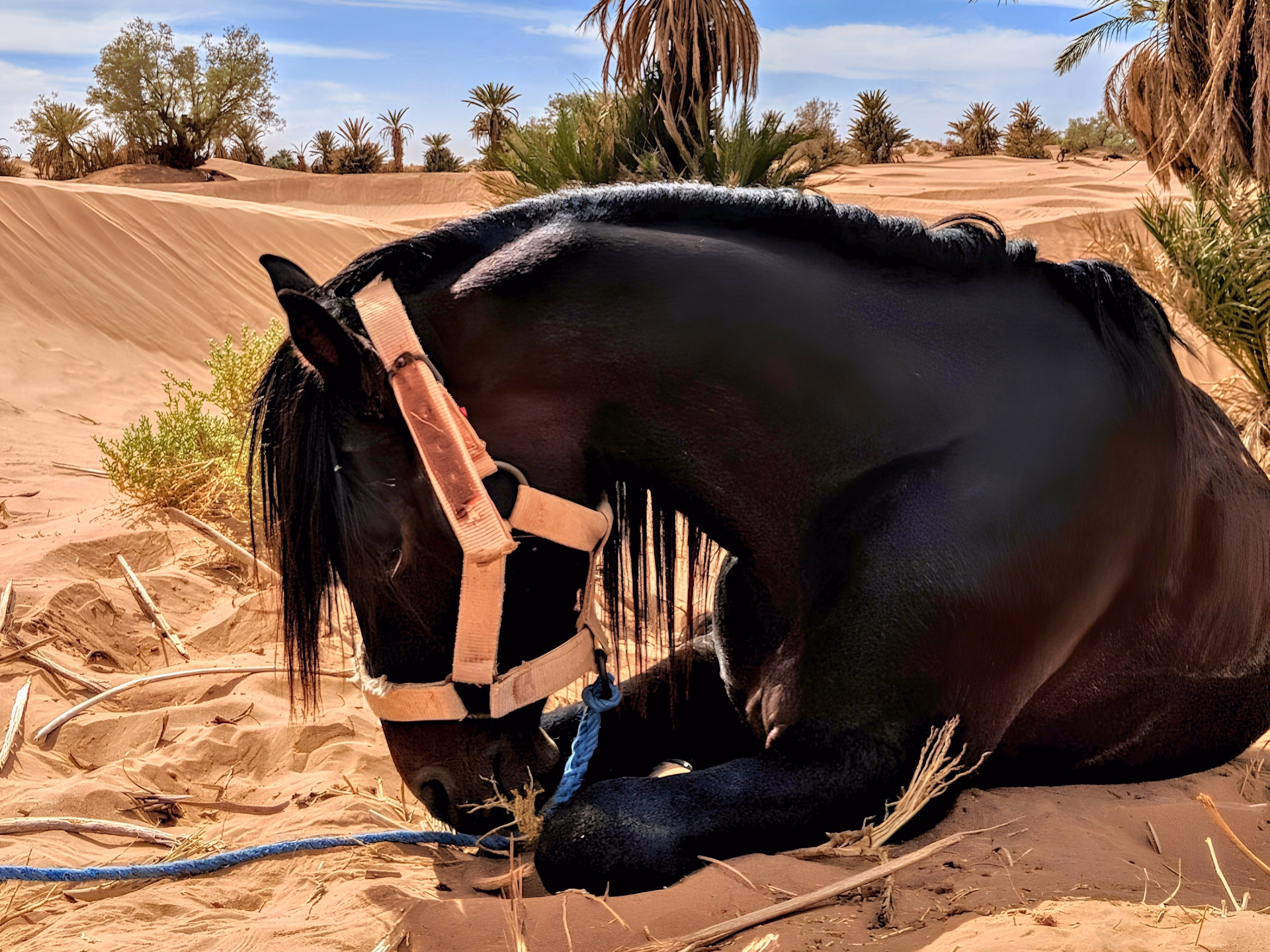 Randonnée équestre dans le désert du Sahara
