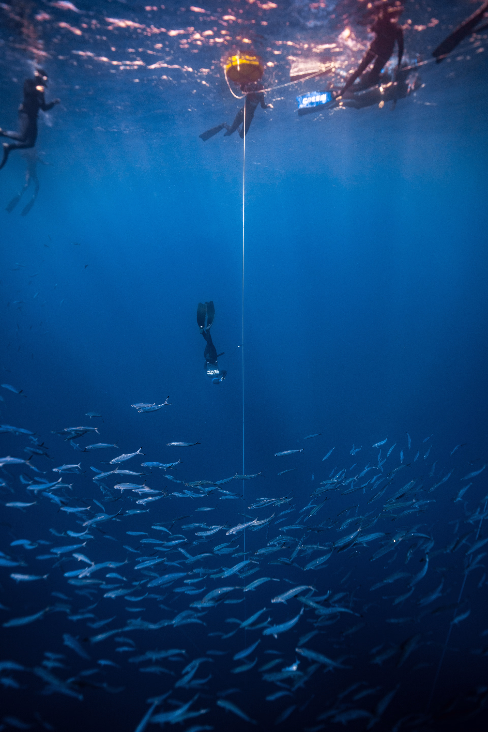 Initiation apnée et snorkeling en eaux profondes avec les tortues
