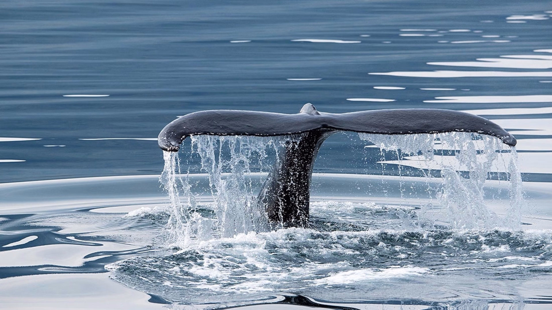 Randonnée guidée en Islande : tour complet par la Ring Road