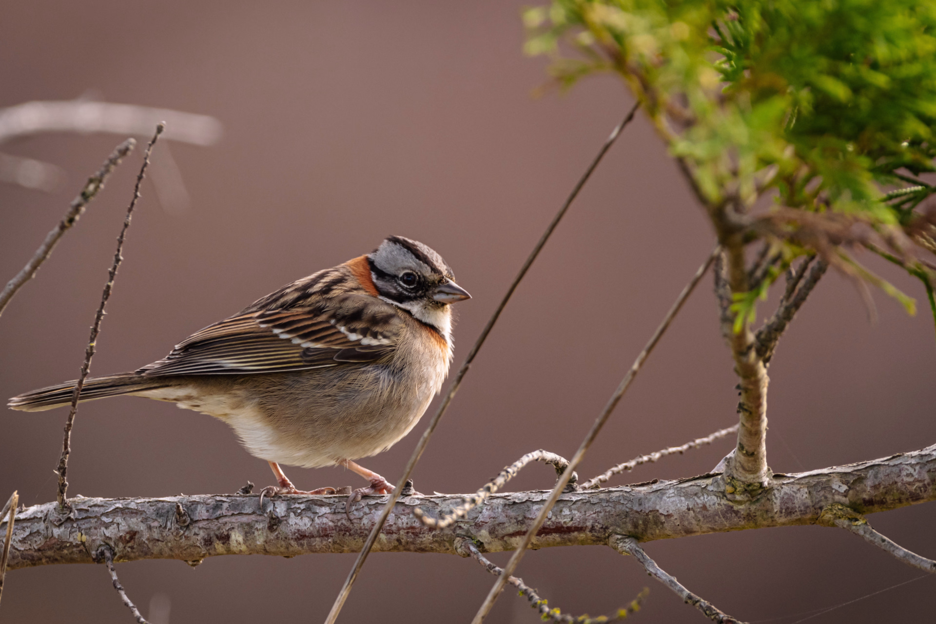 Reconnaitre les oiseaux du Périgord