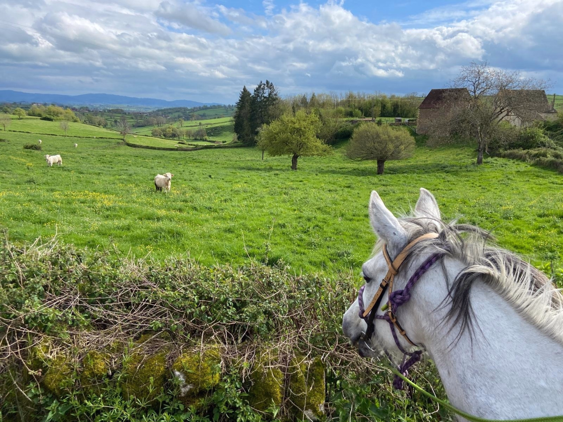 Horseback riding in Southern Burgundy, between charm and local produce