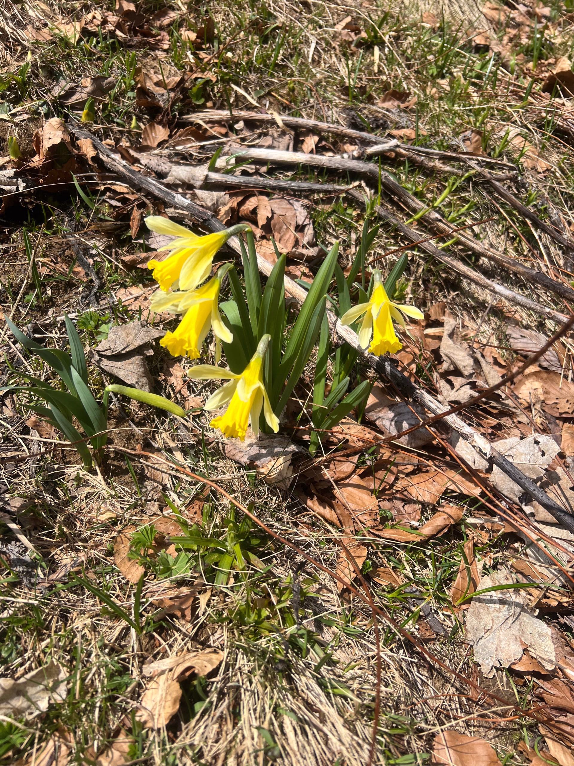 Randonnée et flore alpine en Chartreuse