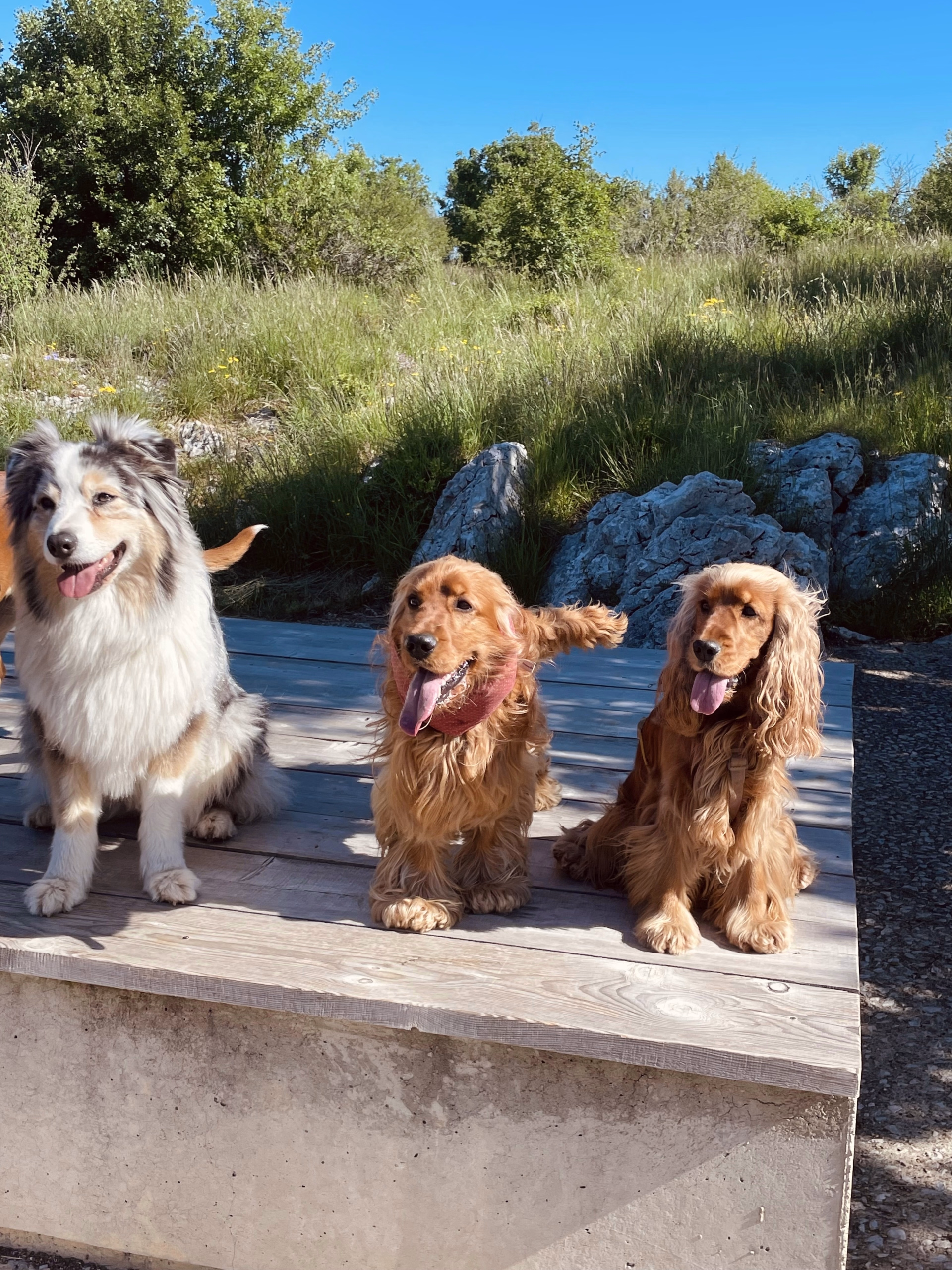 Séjour randonnée et doga dans le Gard avec votre chien