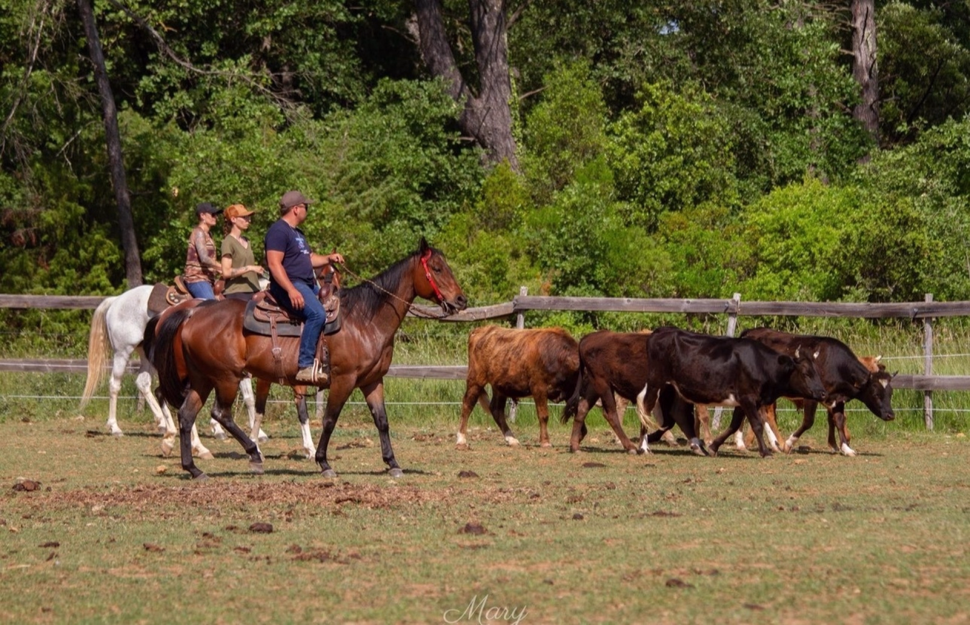 Immersion totale en ranch western en Provence verte