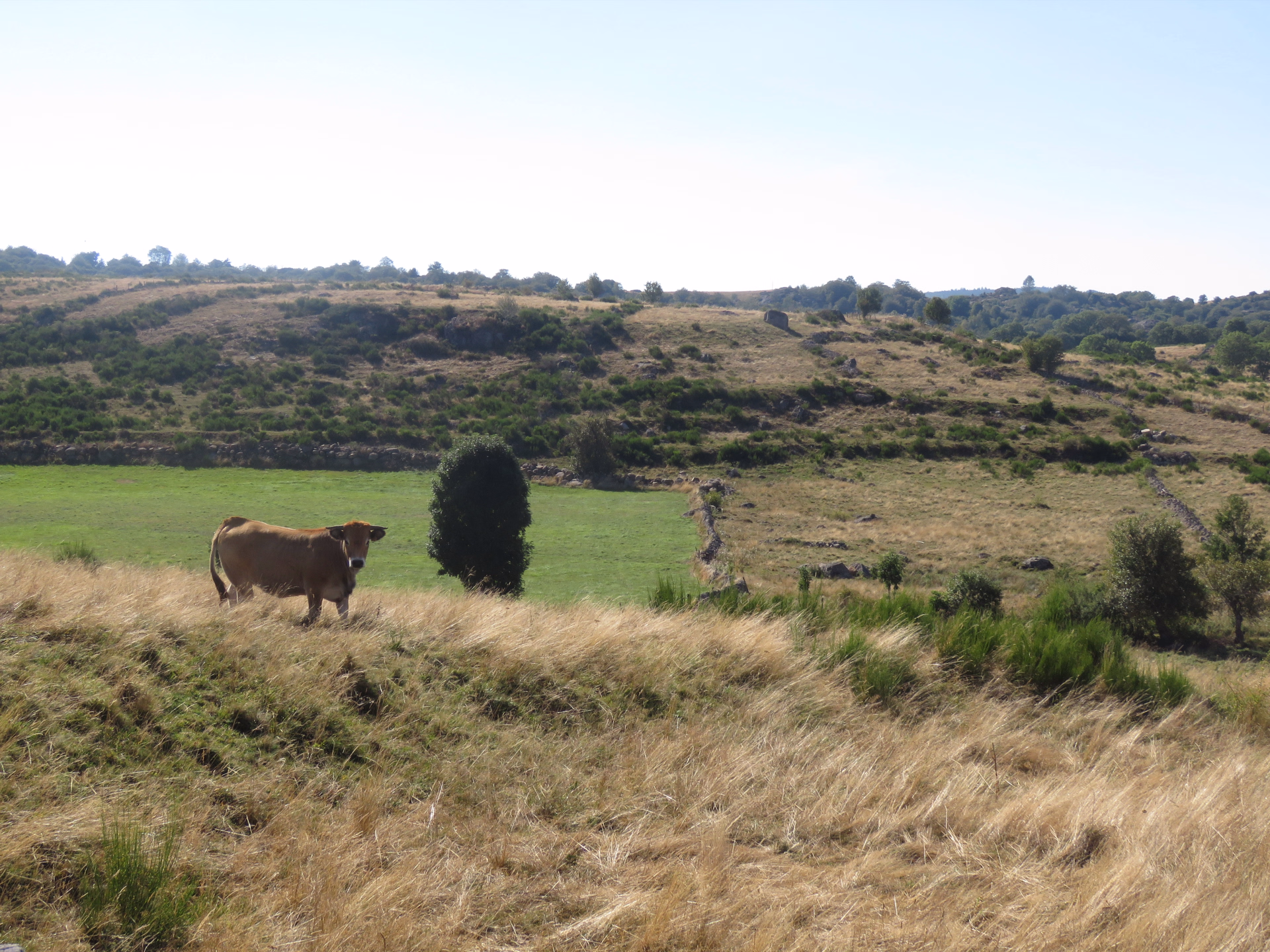Le tour des Monts d'Aubrac en randonnée