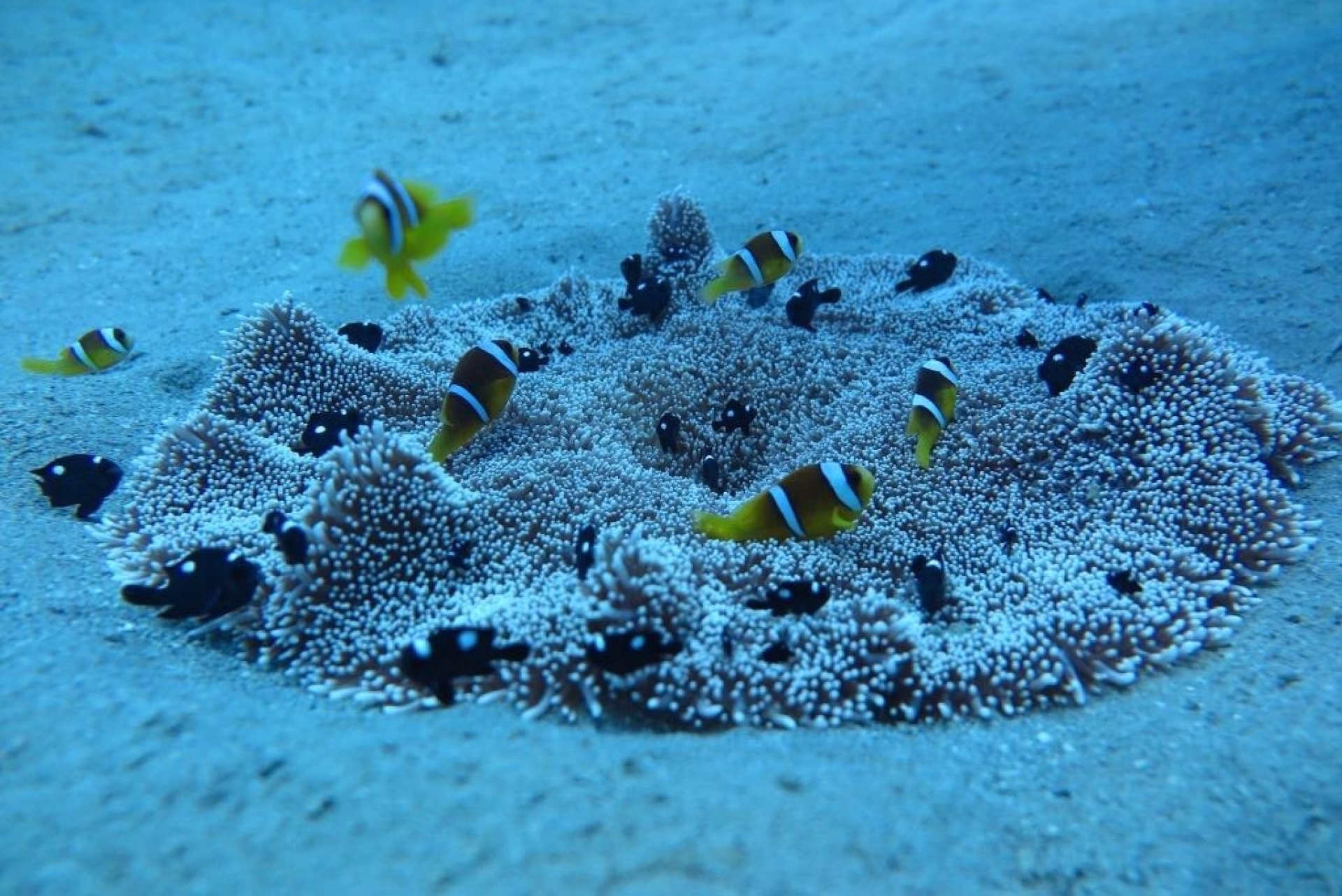 Devenez plongeur certifié en Mer Rouge - Open Water Diver à El Gouna