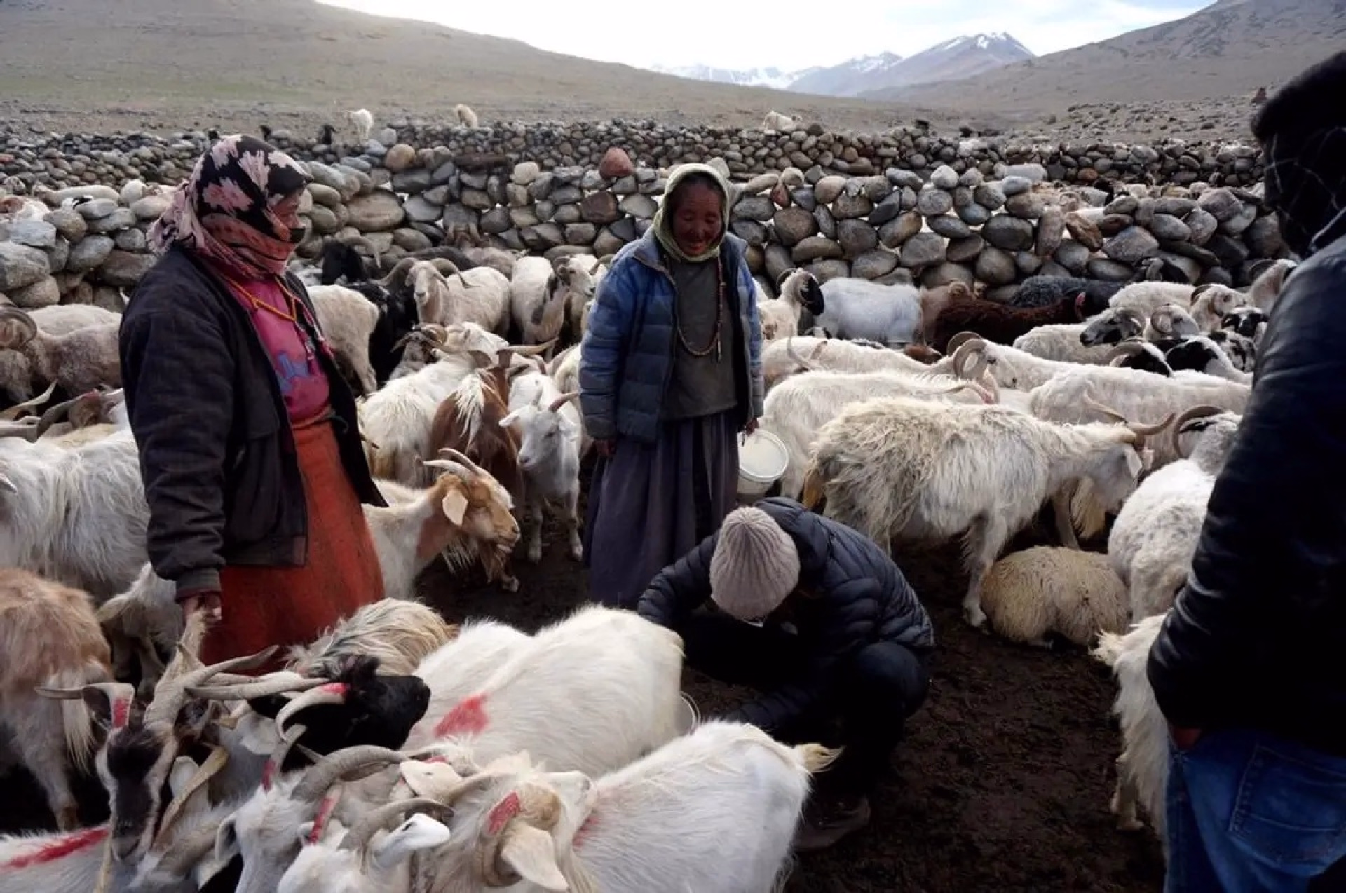 Trek au Ladakh, plateau et lacs du Changtang