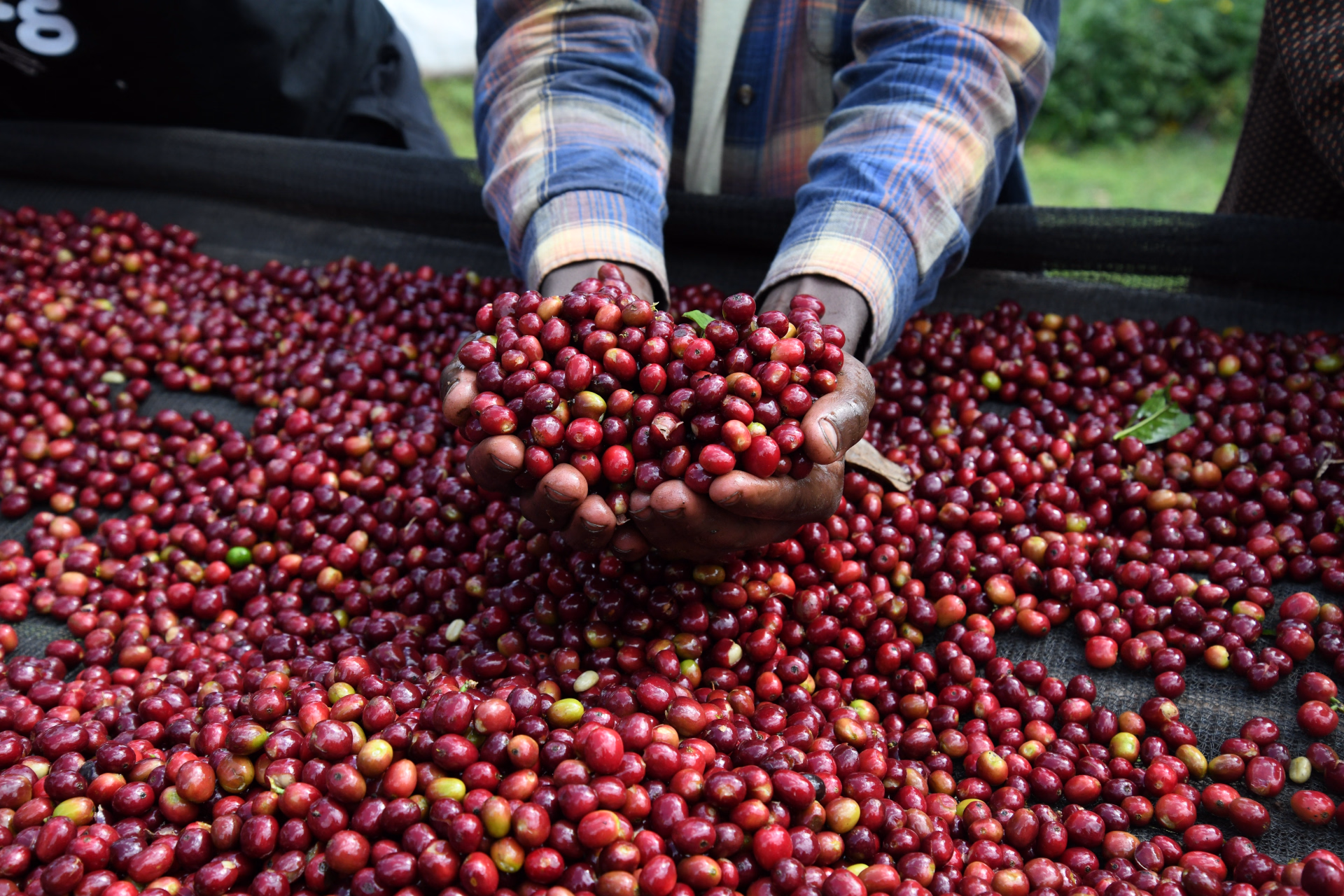 Éthiopie : trail au pays du café