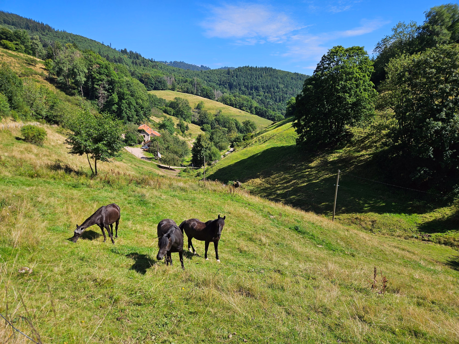 Week-end équestre dans les Vosges