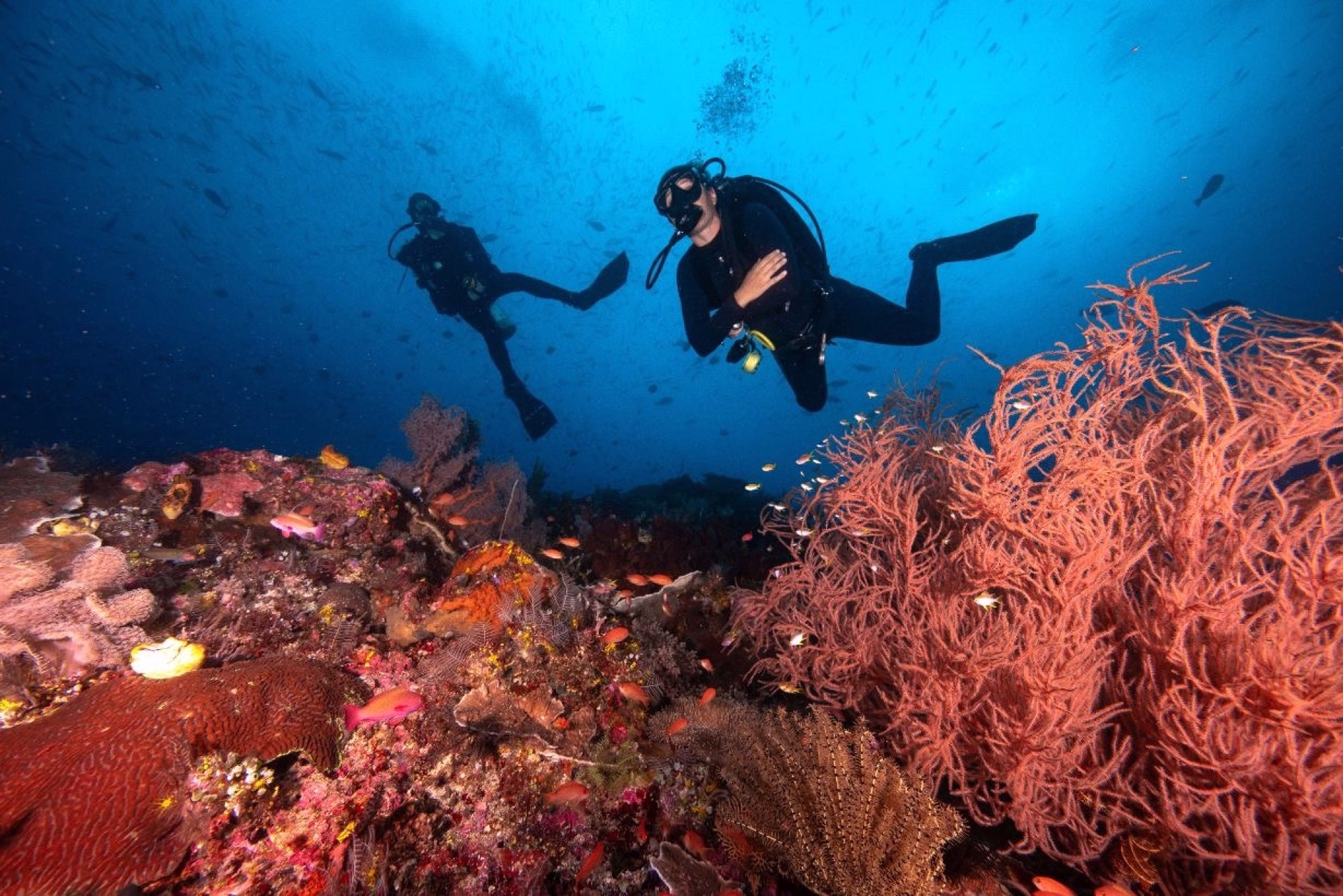 Croisière plongée à Komodo pour un séjour inoubliable