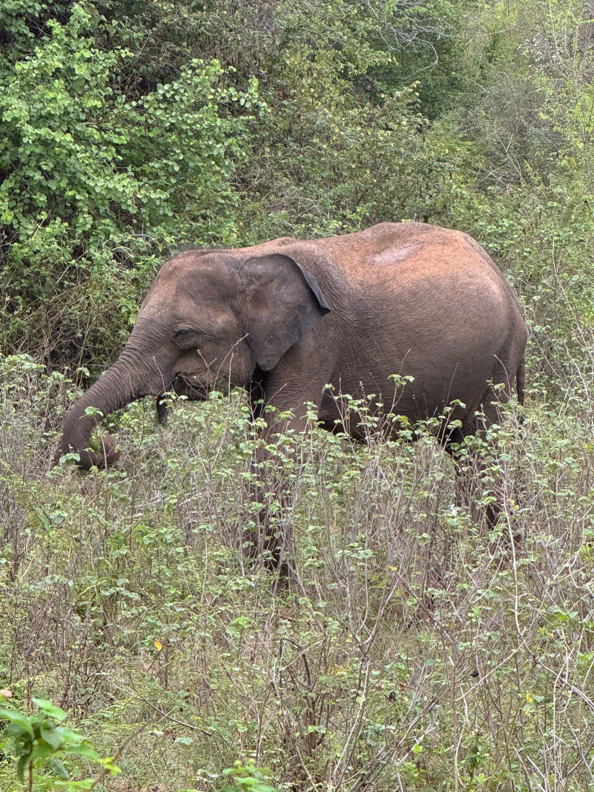 Photo éléphant au Sri Lanka