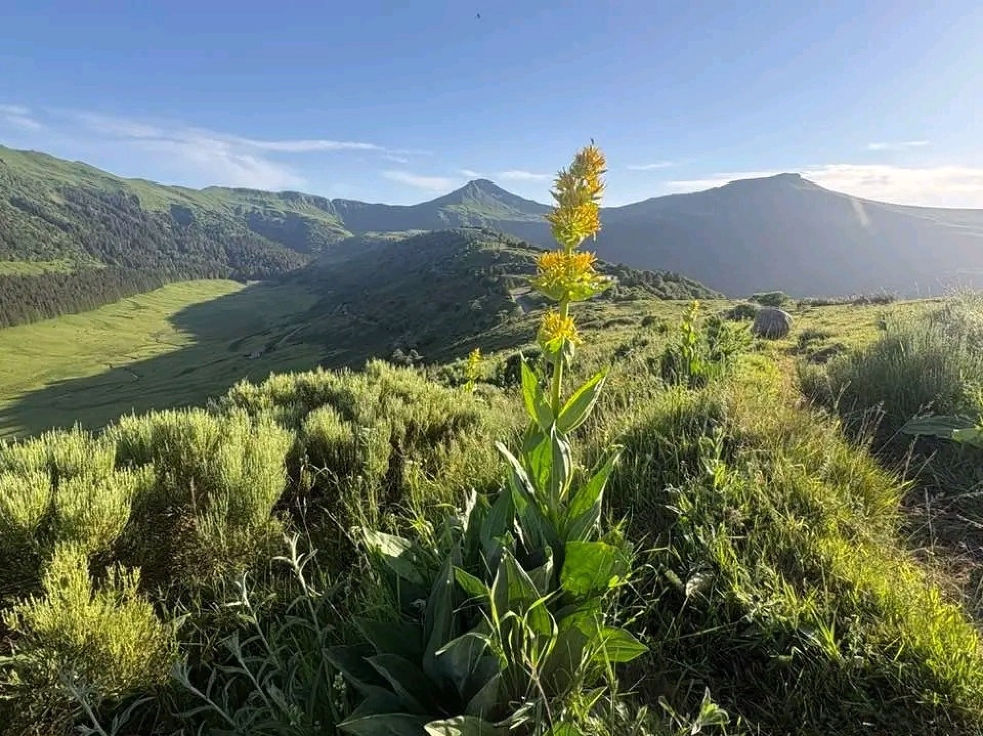 Randonnées pédestres sur le grand volcan du Cantal