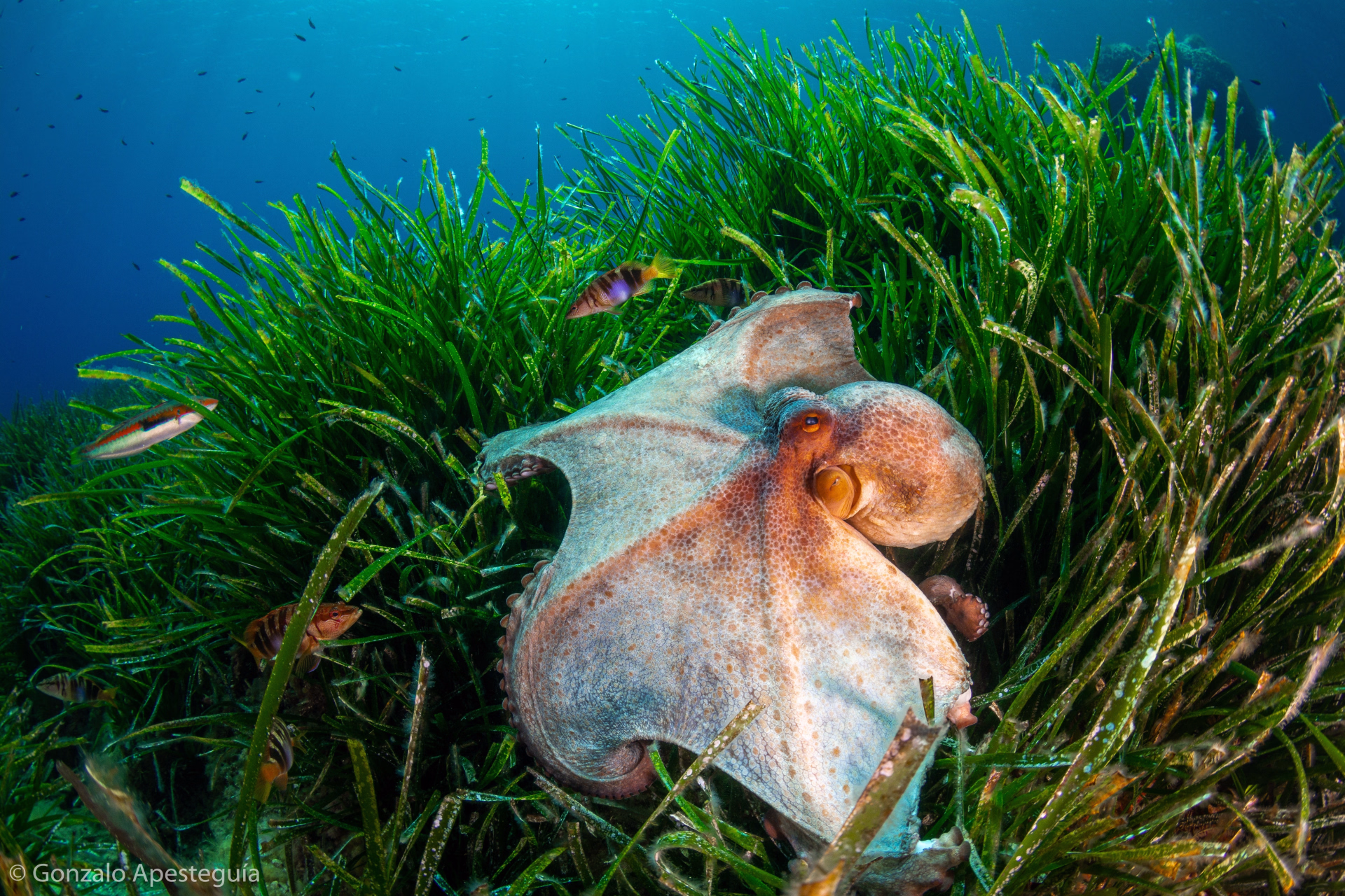 10 plongées dans la Réserve Marine de Minorque