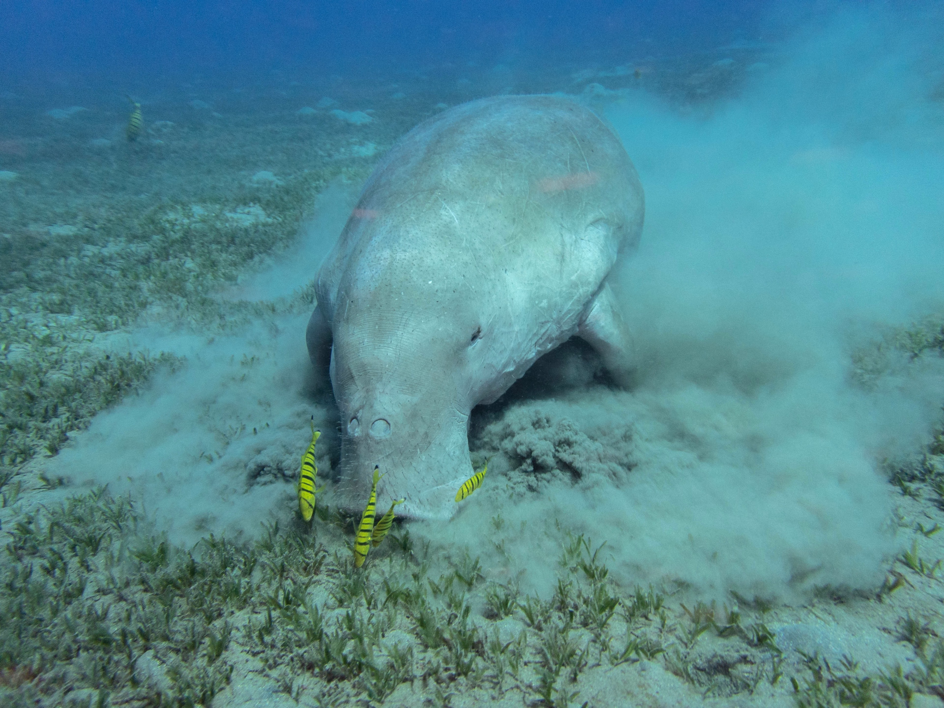 Séjour apnée et vie marine à Marsa Alam