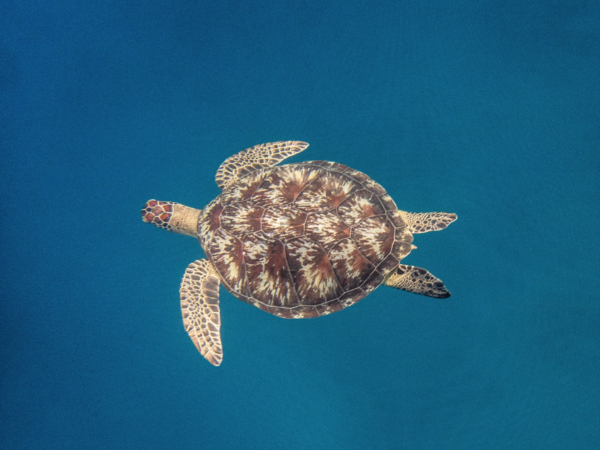 Plongez vers votre première certification