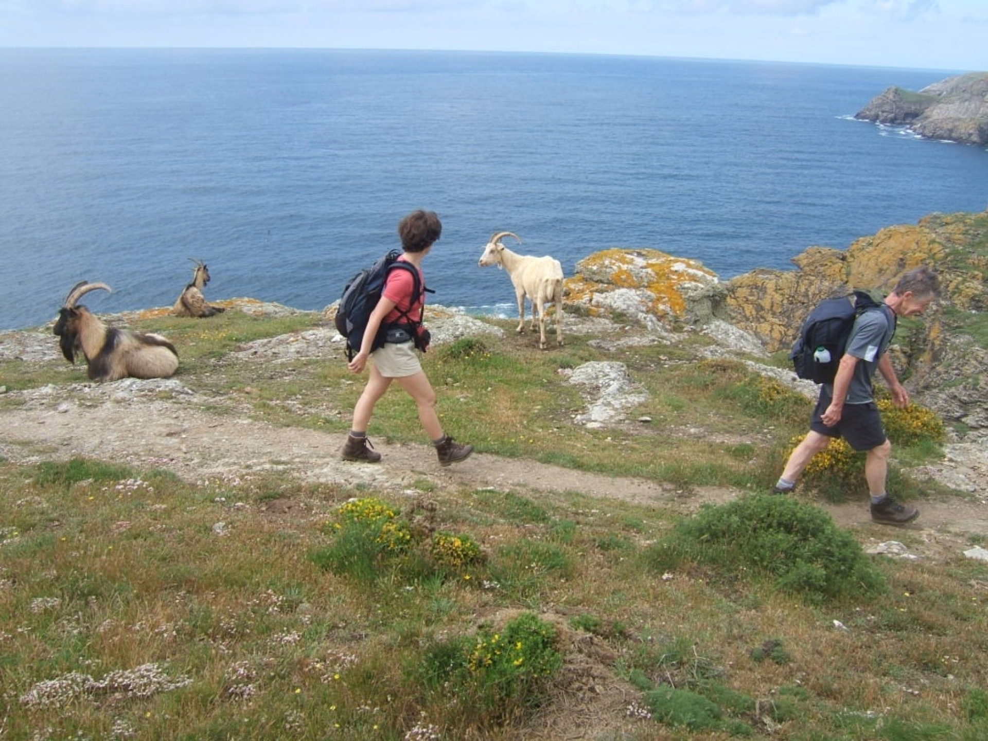 Tour de Belle-Île-en-Mer entre océan et paysages sauvages