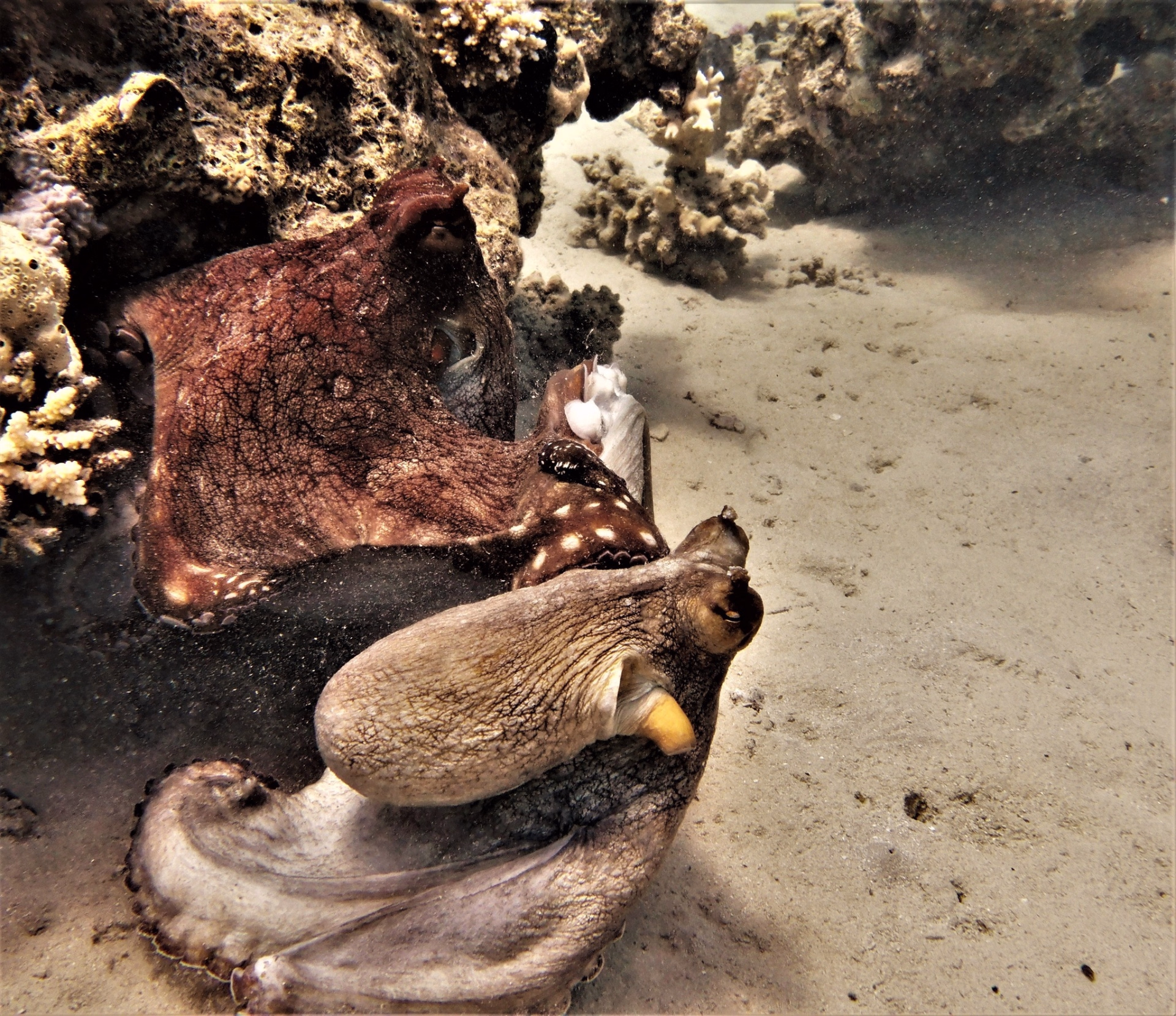 Plongée AOWD dans les secrets de la Mer Rouge à El Gouna