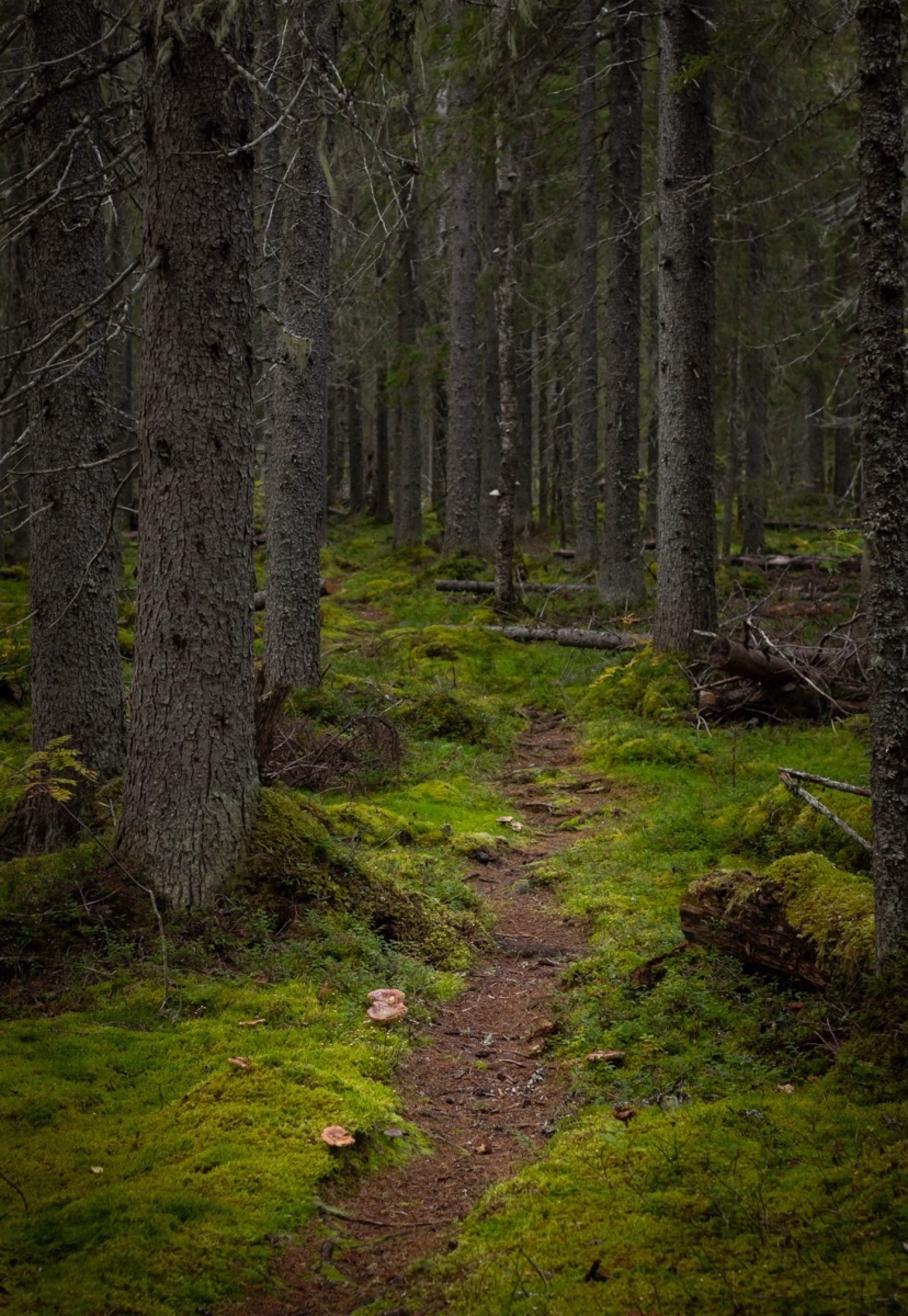 Excursion sportive et détente en Finlande