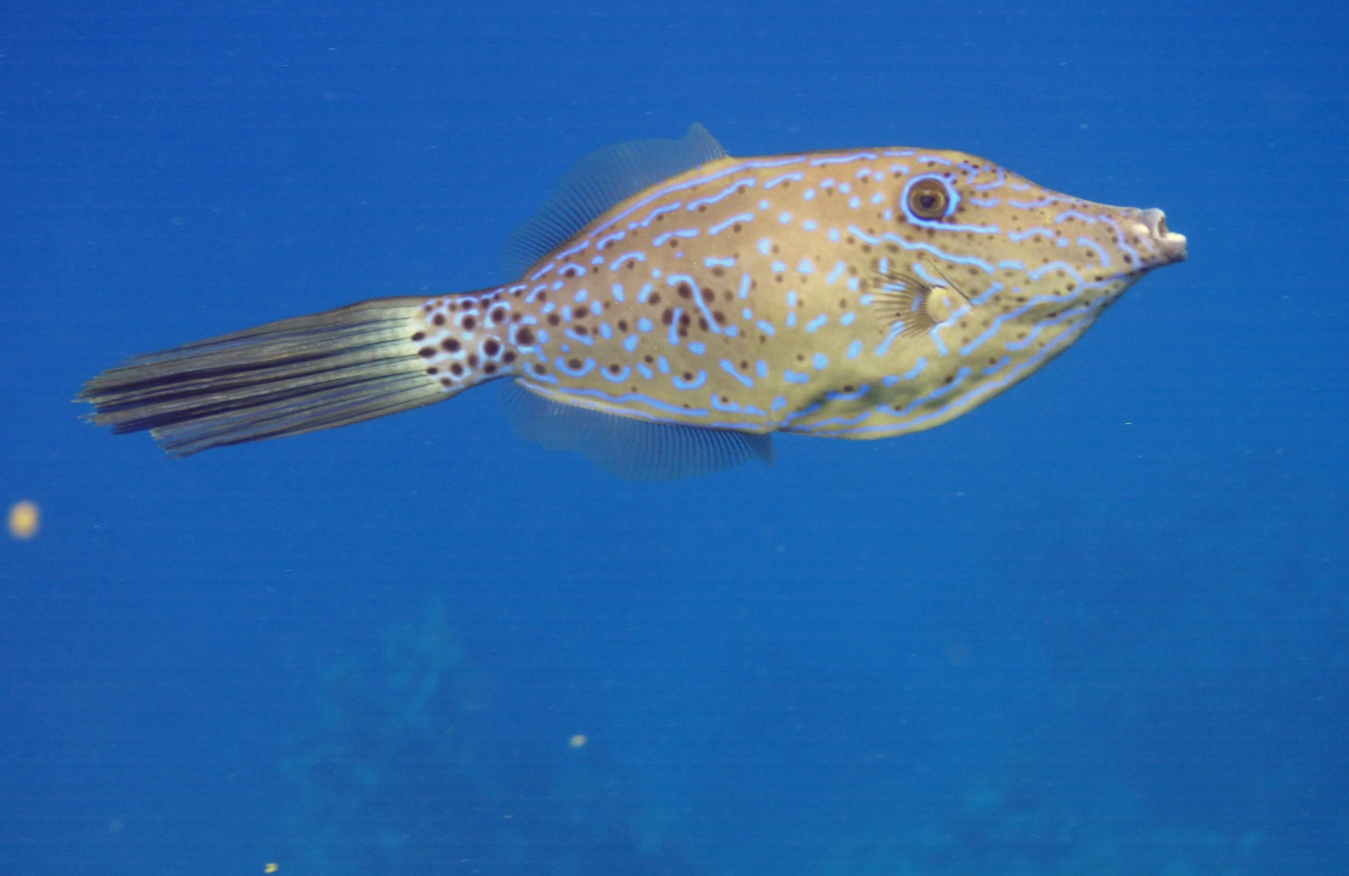 Découvrez la plongée dans les récifs de Marsa Mubarak avec un baptême