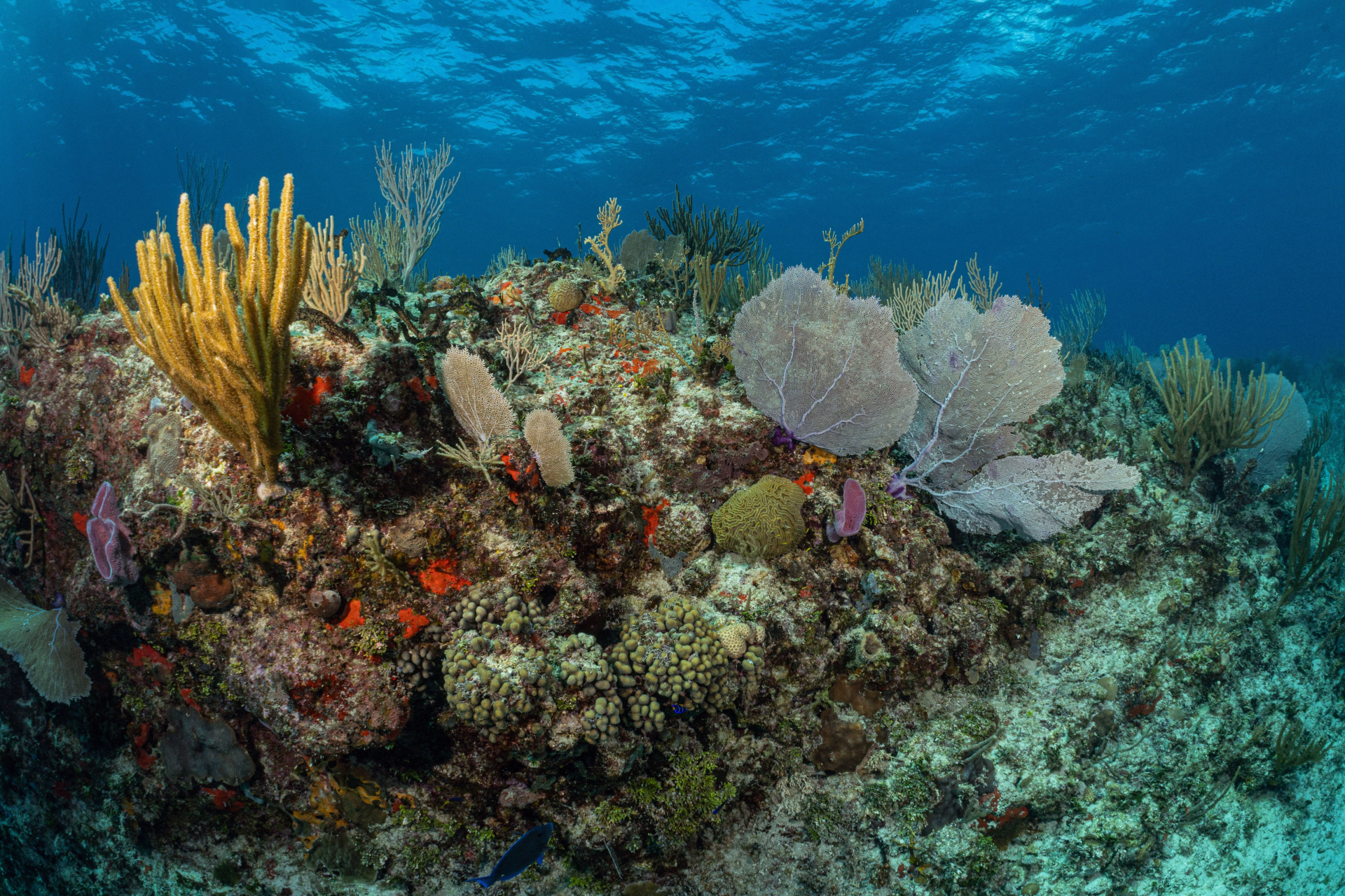 Plongez à la découverte des trésors sous-marins du Mexique