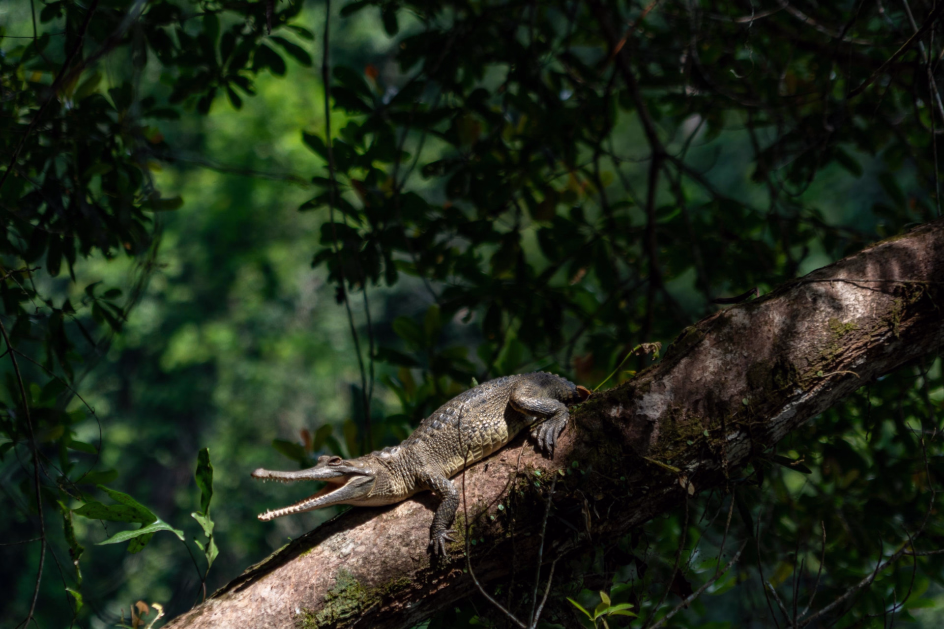 Expédition au coeur de la grande forêt du Congo