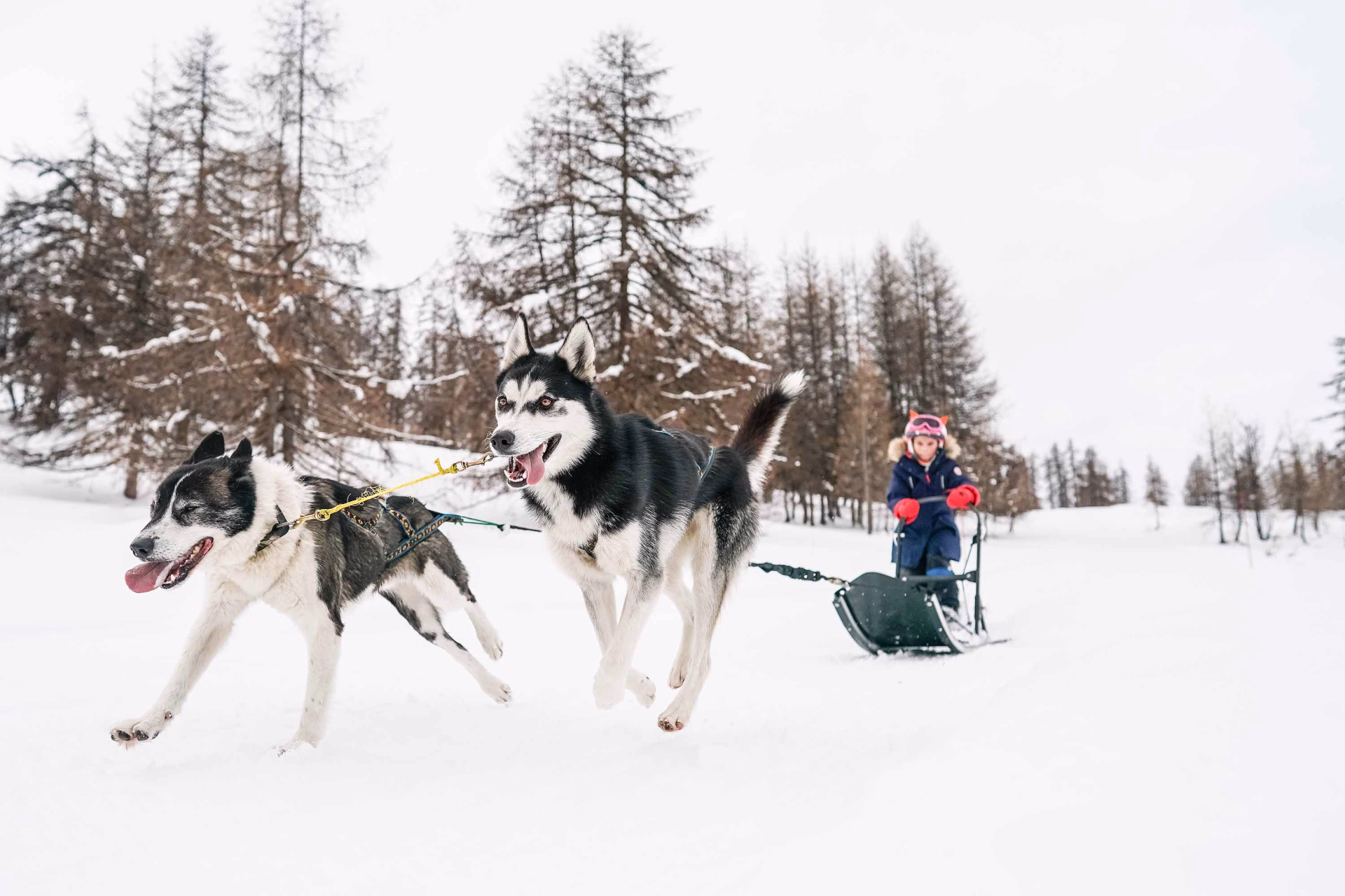 photo chiens de traineaux © photo chiens de traineaux