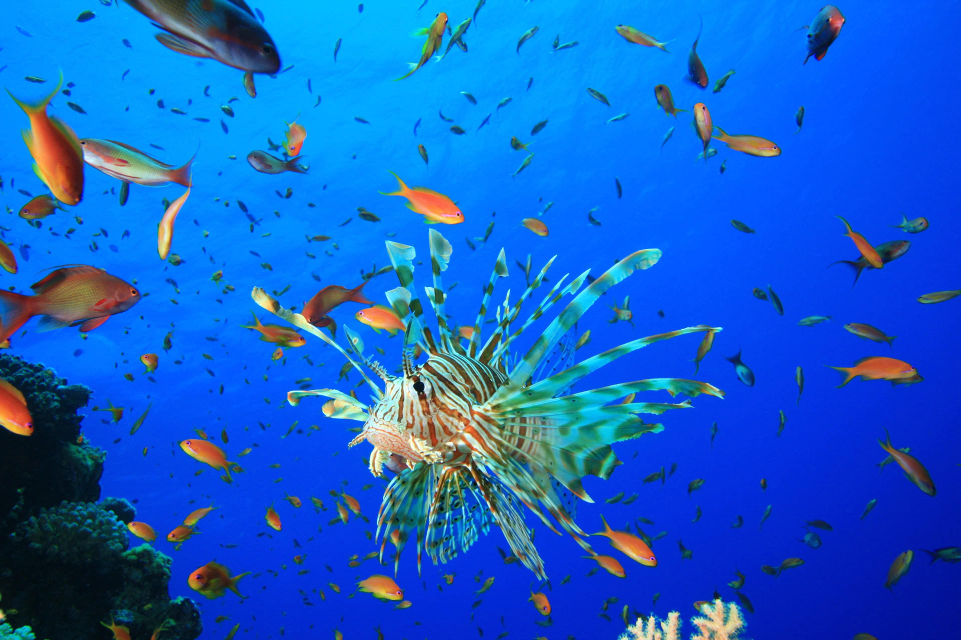 Pack Advanced : formation PADI et plongée au Blue Hole