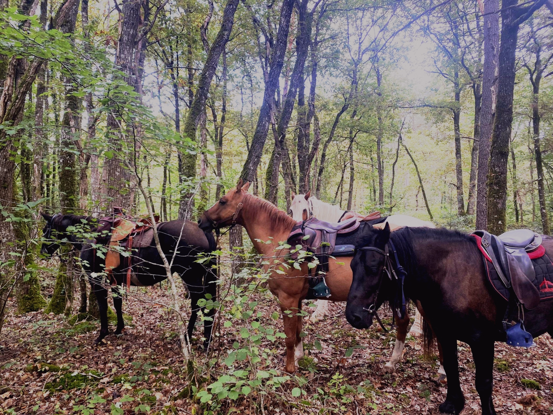 Randonnée à cheval de 2 jours avec Bivouac Royal