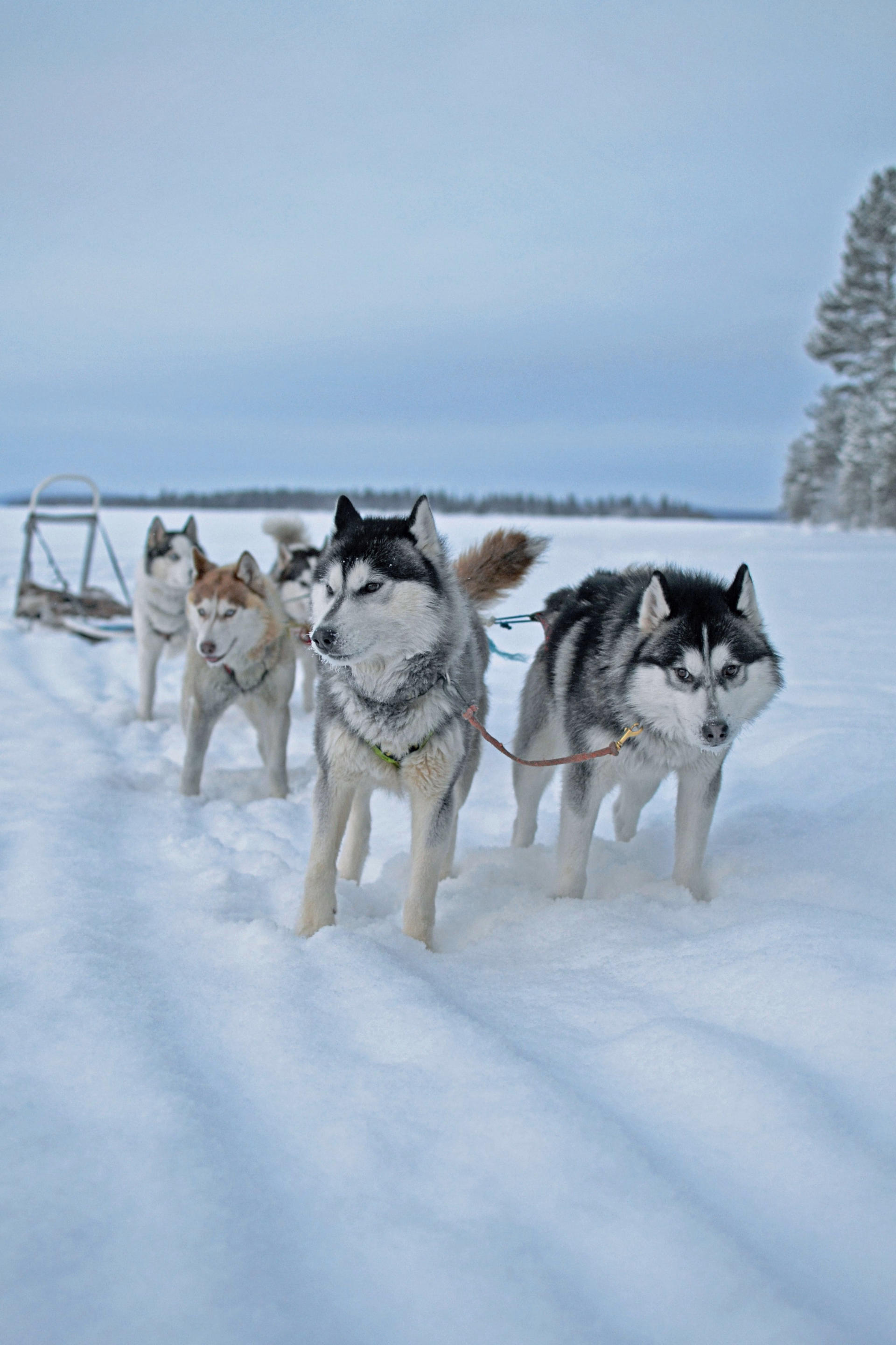 Aventure hivernale en Laponie entre la Suède et la Norvège
