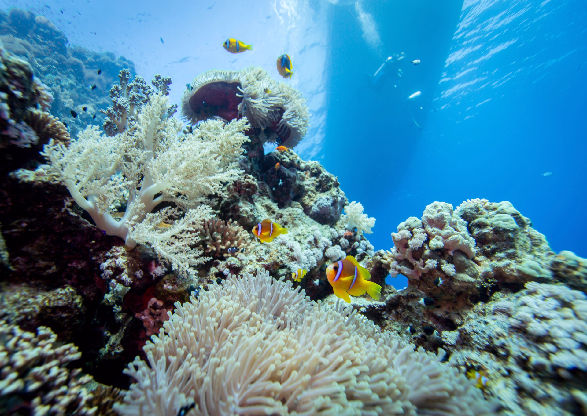 6 jours de plongée à Marsa Alam : explorez 12 sites en mer Rouge