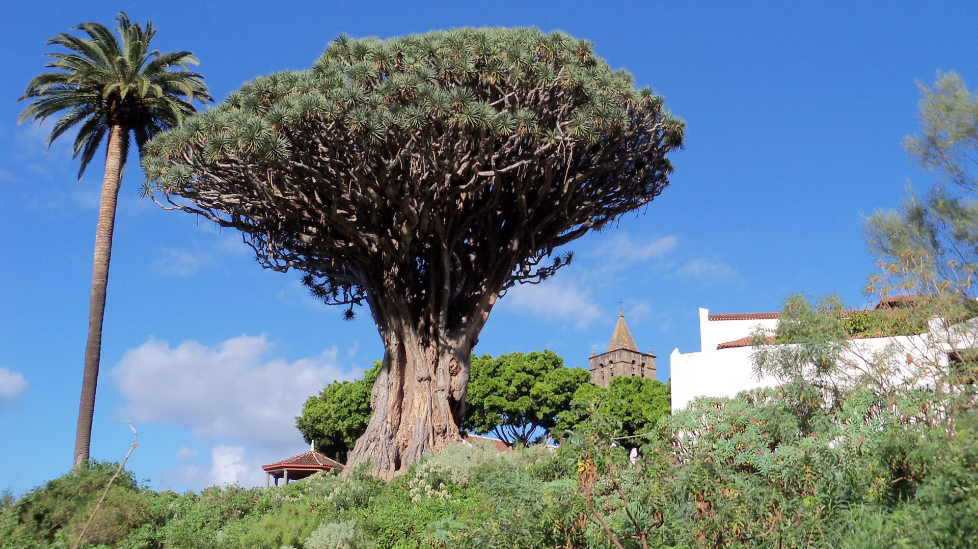 Séjour découverte de Tenerife en liberté