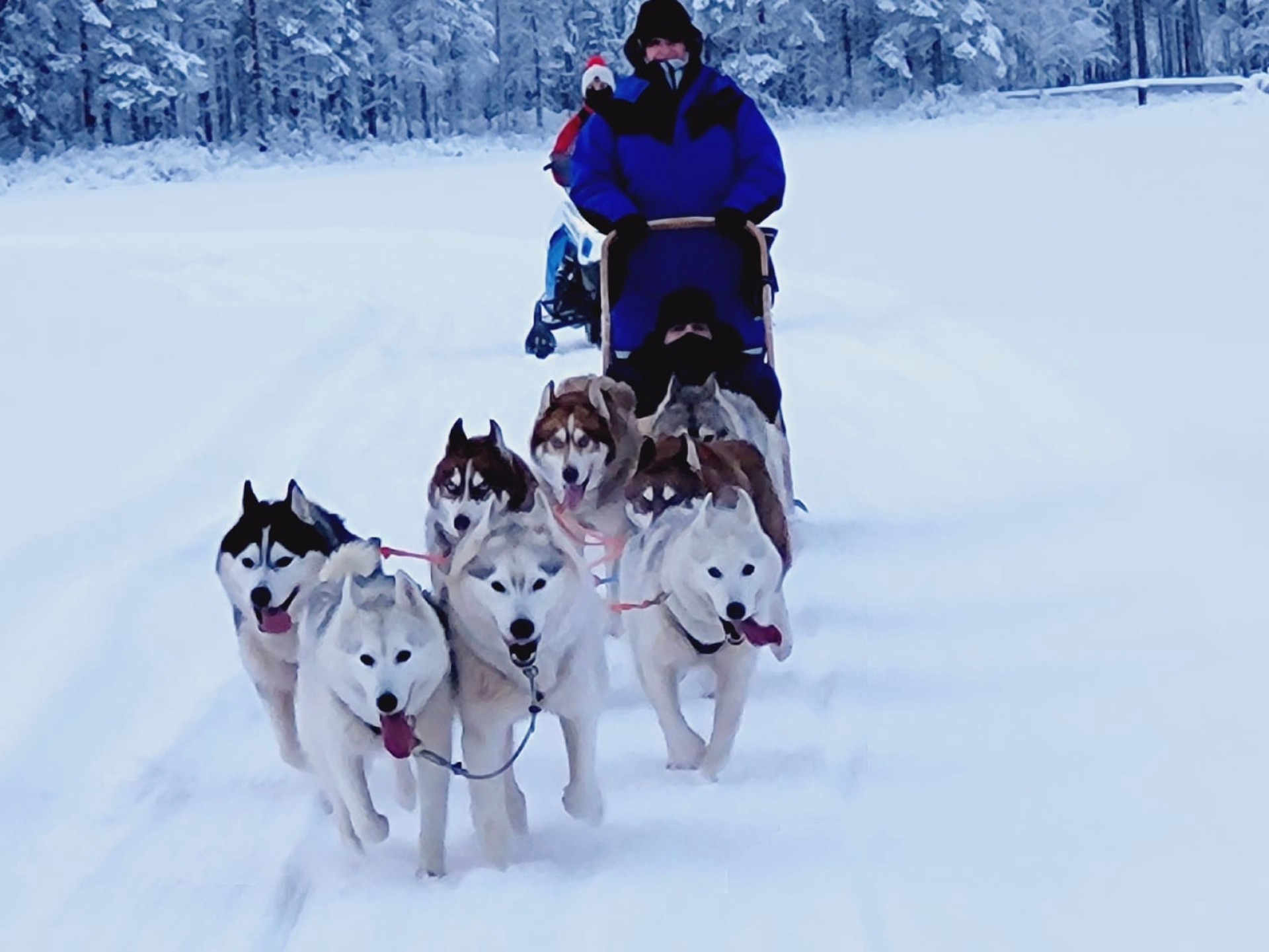 Evasion hivernale au cœur de la nature sauvage finlandaise