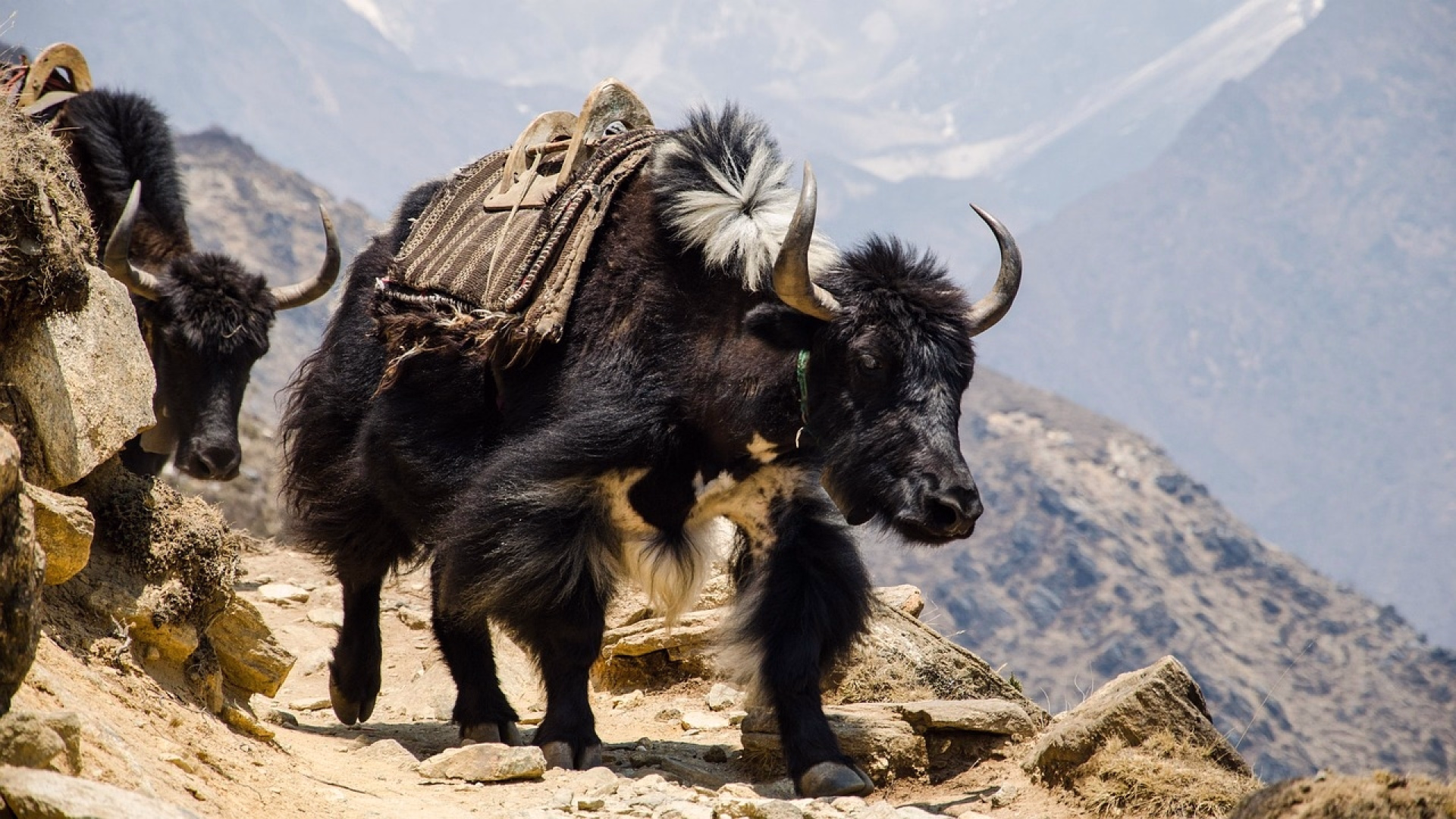 Langtang Valley Trek & Tsergo Ri (4990m) en tout inclus