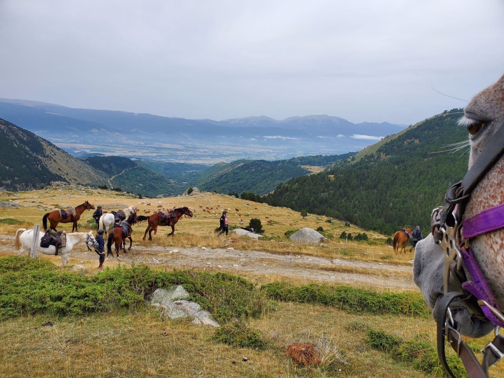 Les Pyrénées catalanes à cheval entre Cerdagne et Capcir