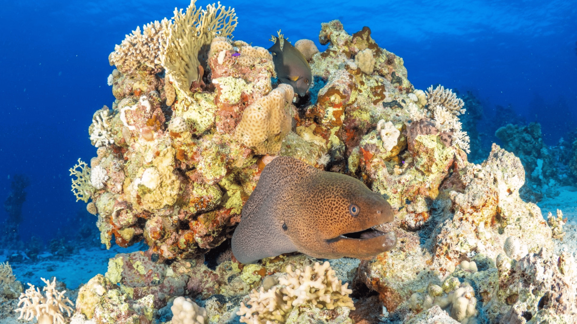 Voyageur solo : croisière plongée à St John's en Egypte