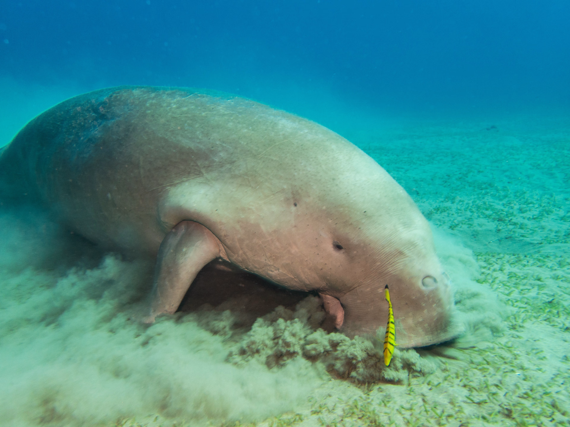 Découvrez les récifs de Marsa Alam